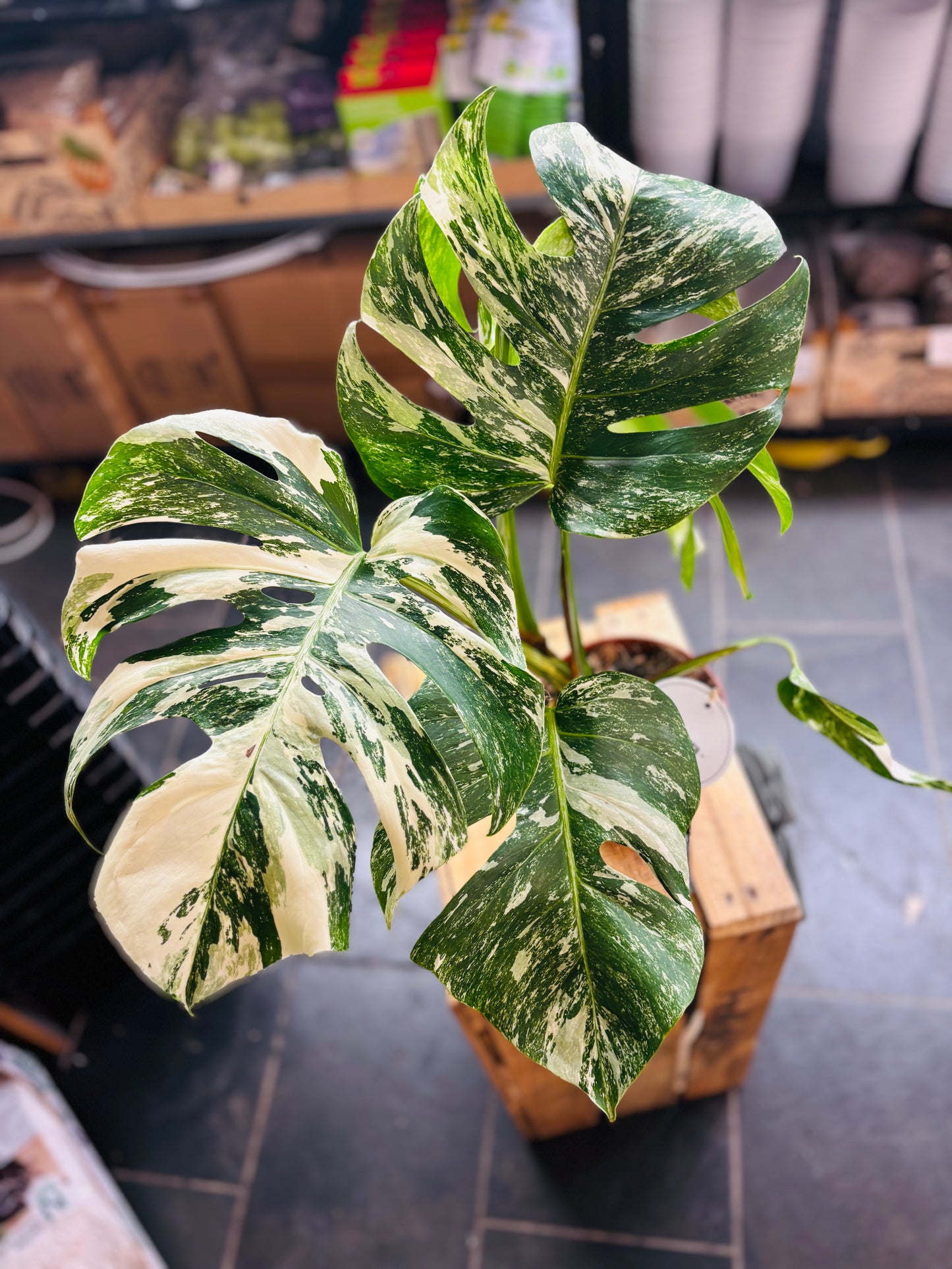 Monstera Variegata - Mye - 4