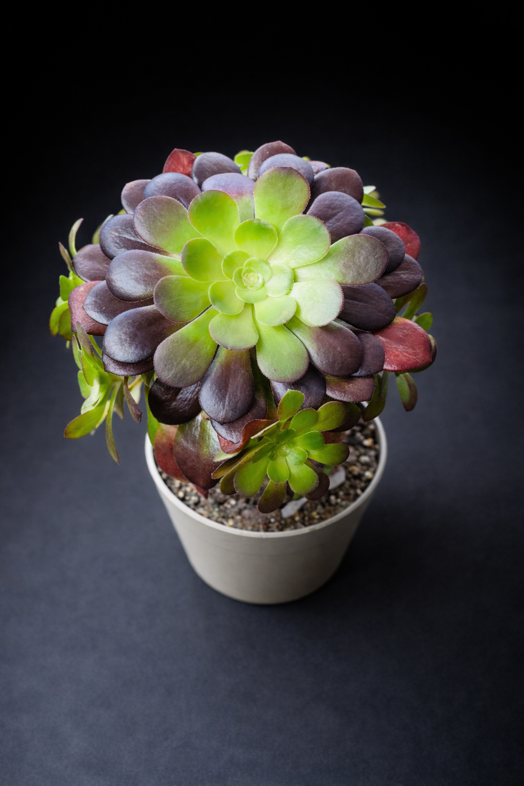 Aeonium Arboreum Velour