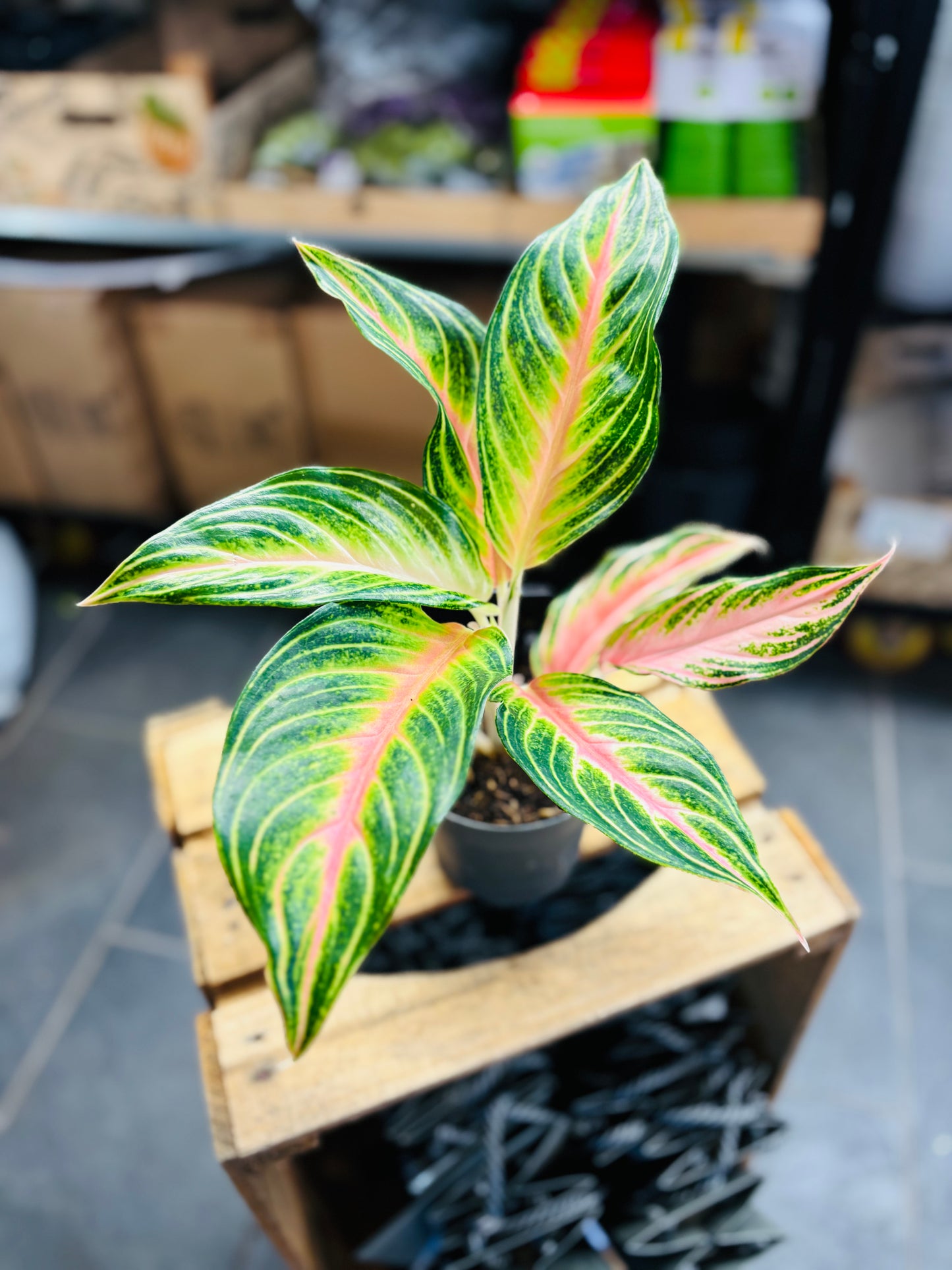 Aglaonema Dreamcatcher