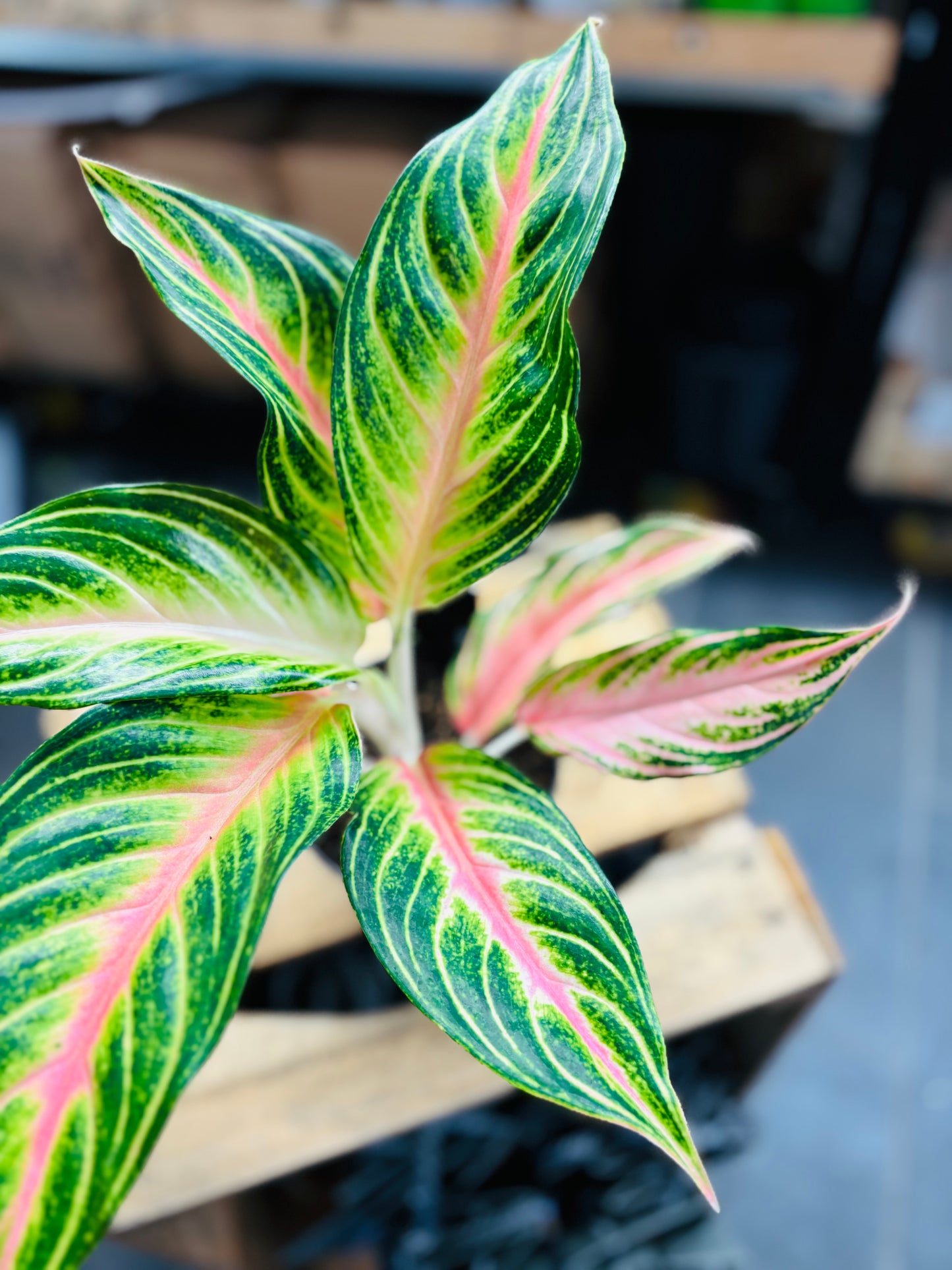 Aglaonema Dreamcatcher