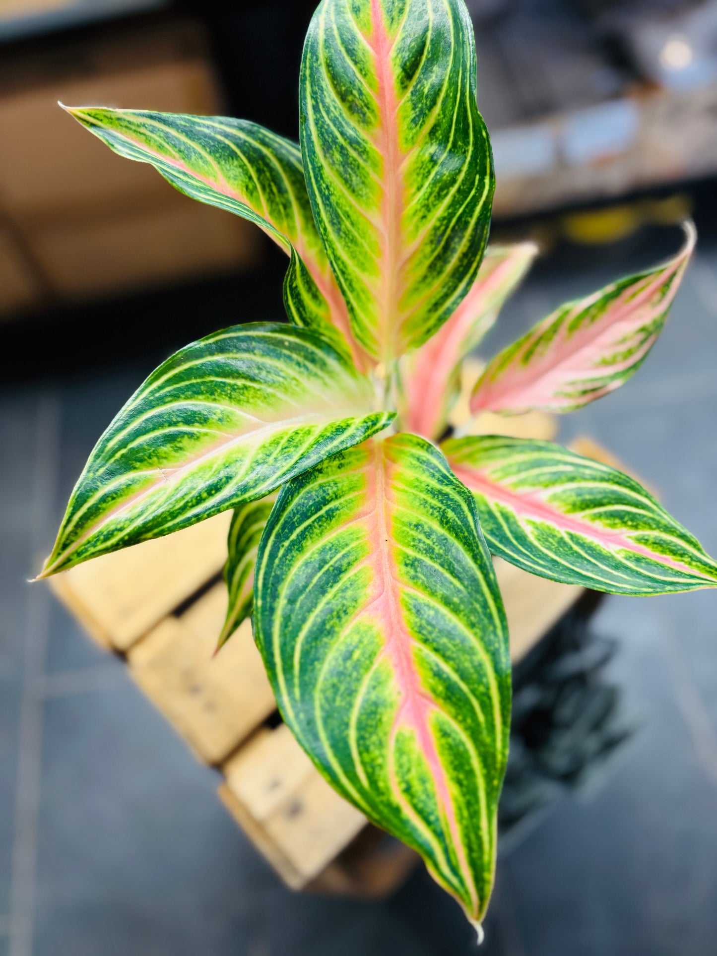 Aglaonema Dreamcatcher