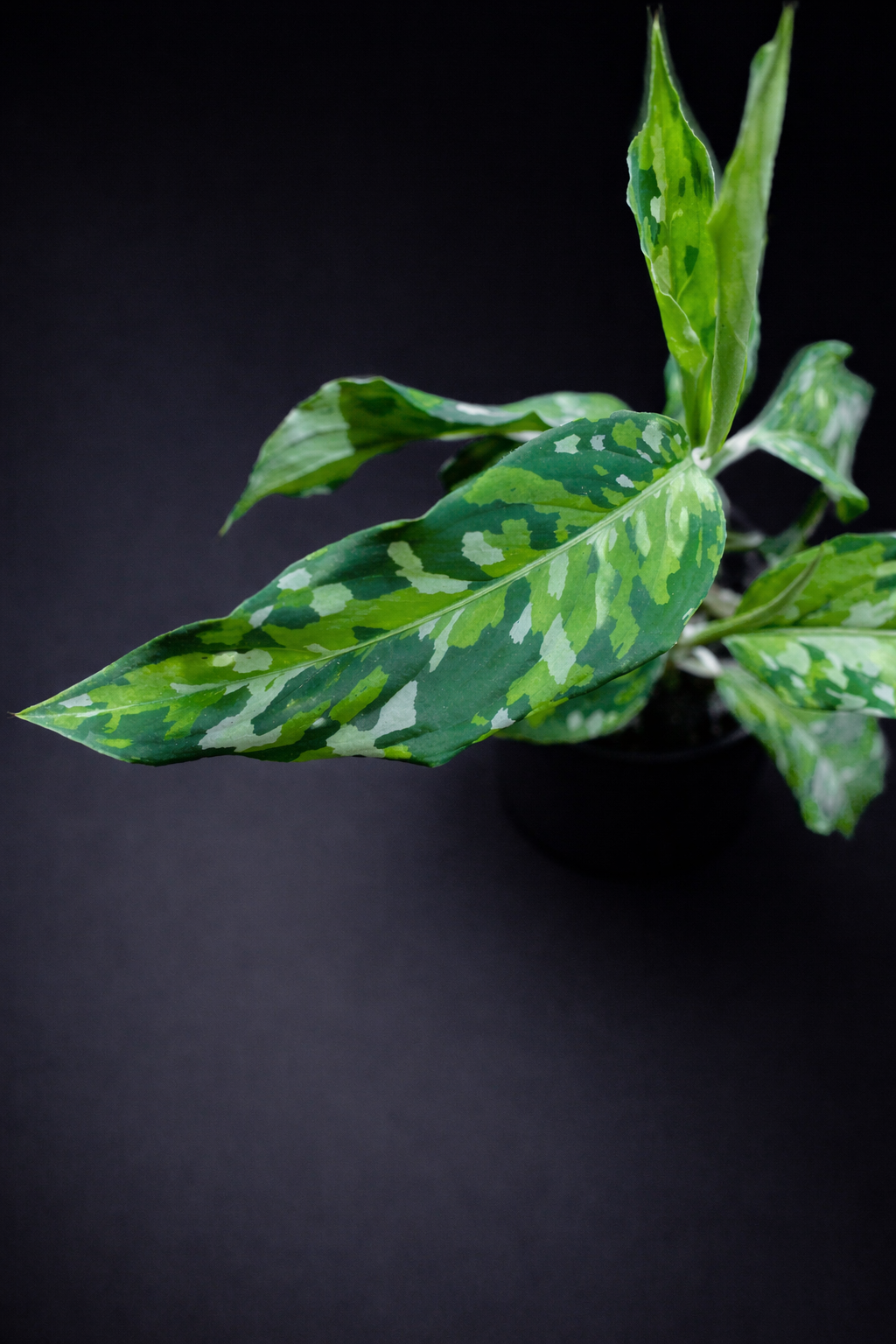 Aglaonema Pictum Tricolor