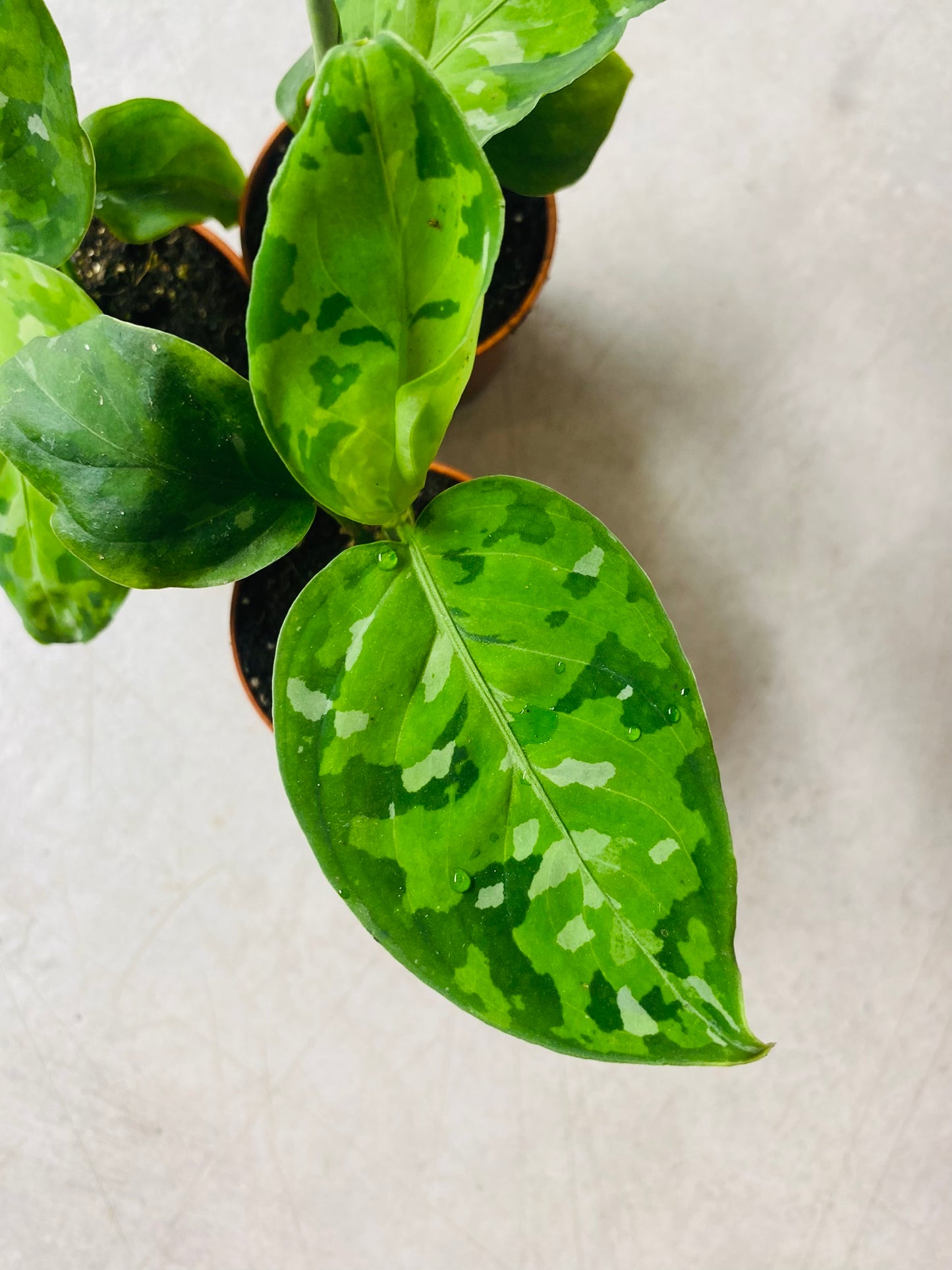 Aglaonema Pictum Tricolor