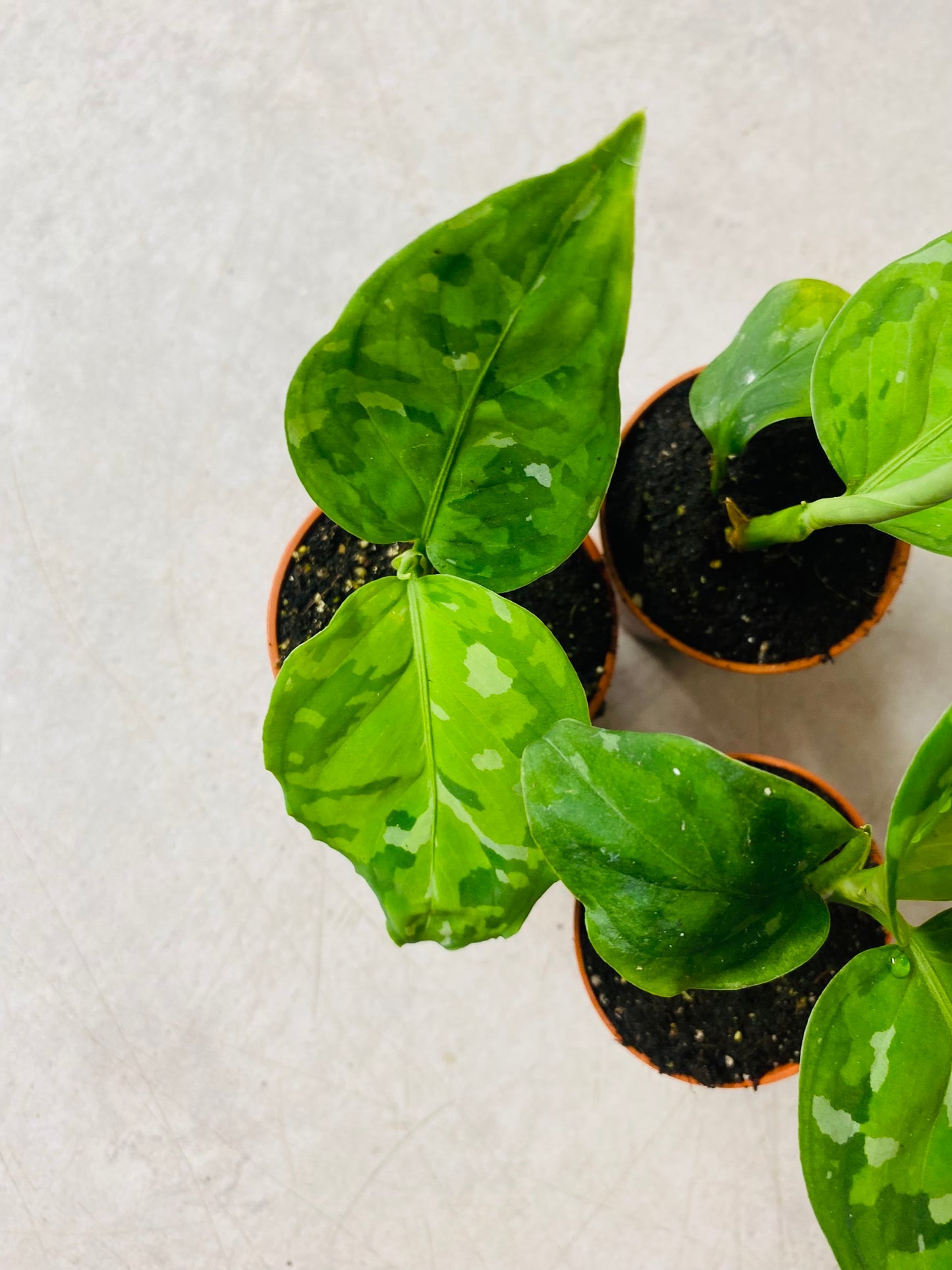 Aglaonema Pictum Tricolor