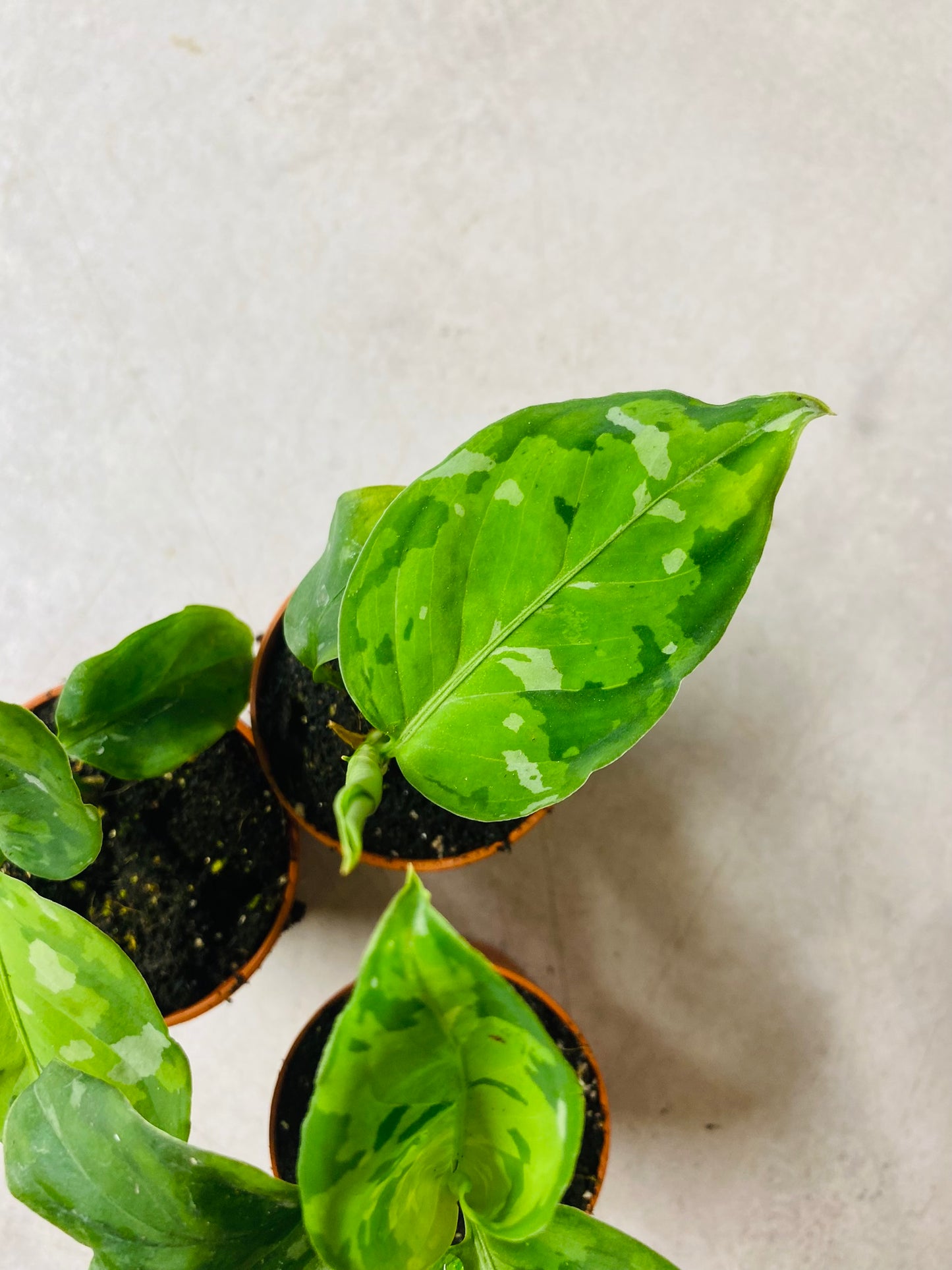 Aglaonema Pictum Tricolor