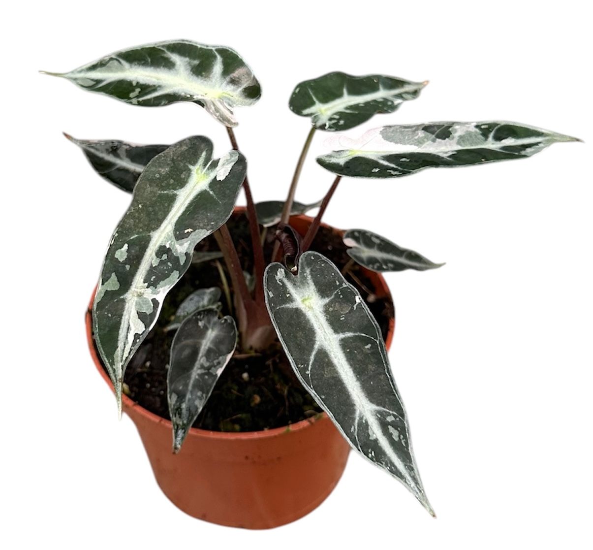 Alocasia Bambino Variegata