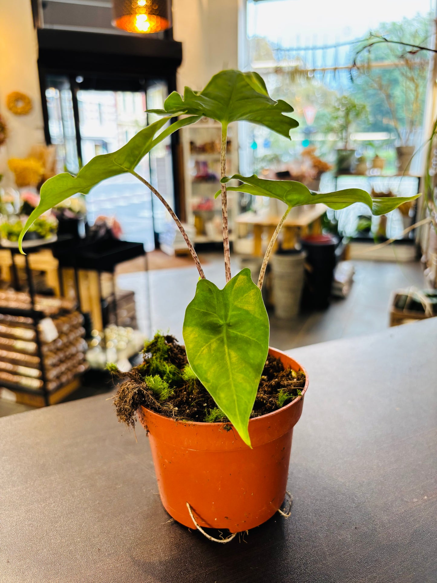 Alocasia Batwing