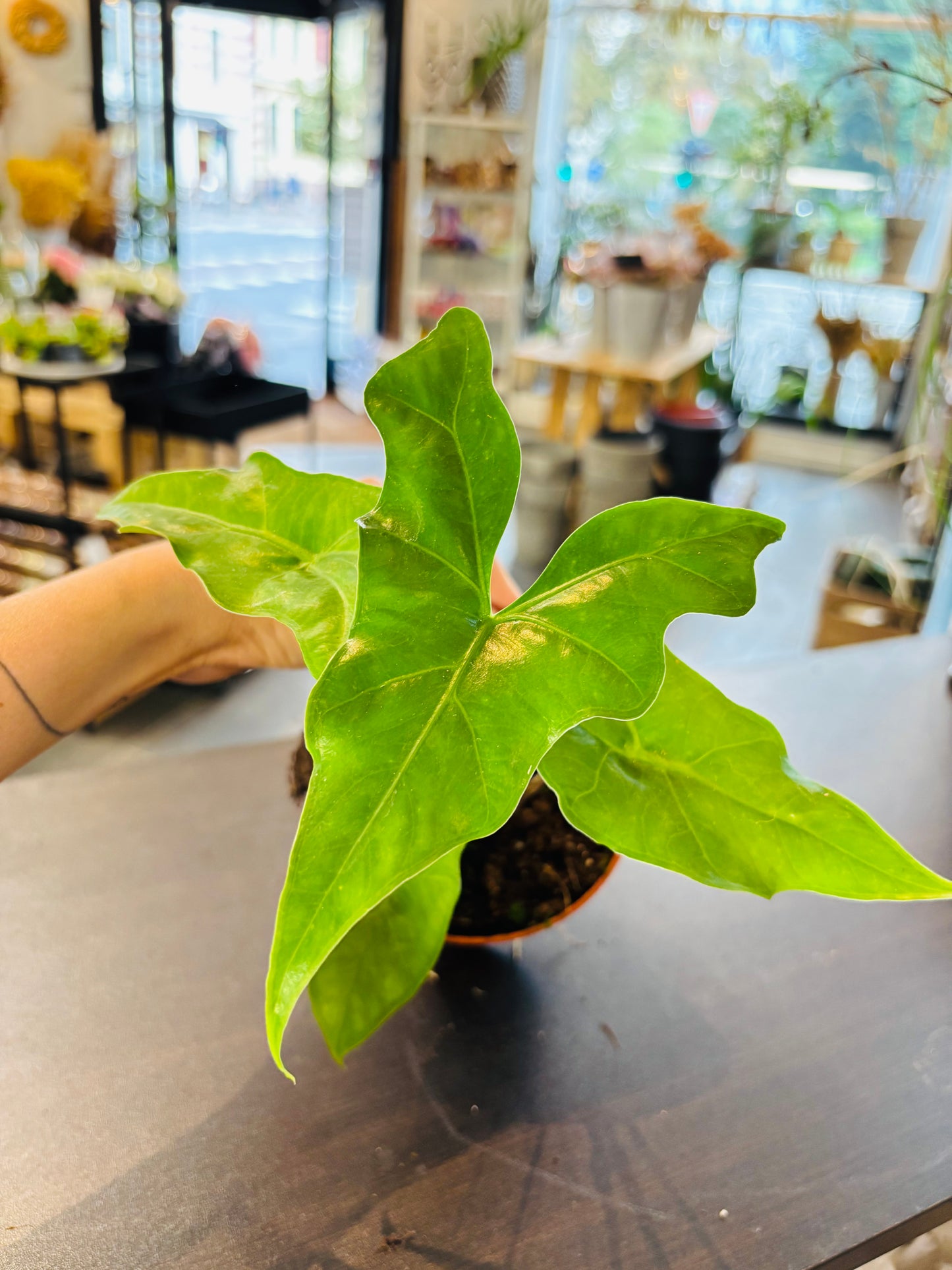 Alocasia Batwing