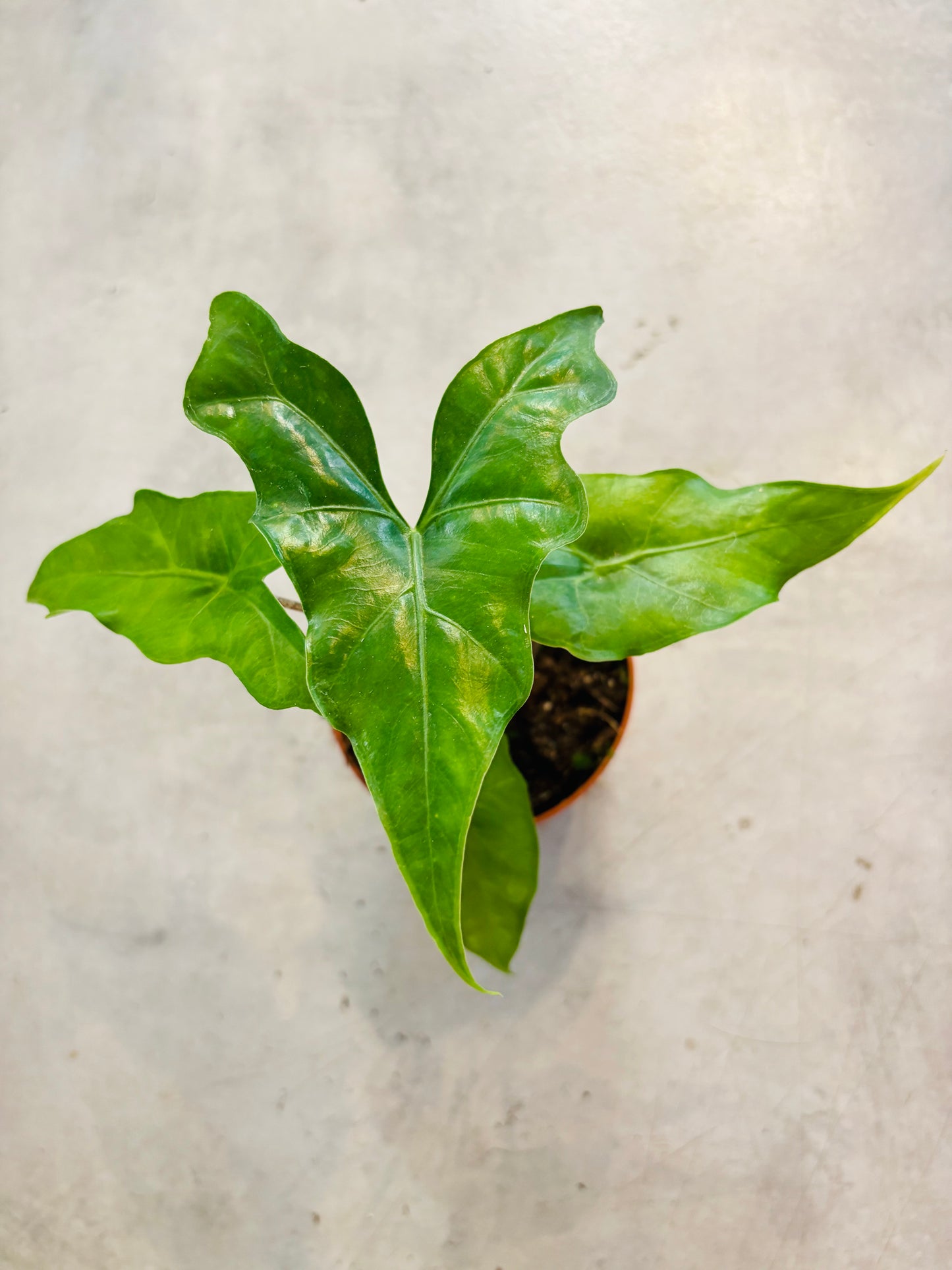 Alocasia Batwing