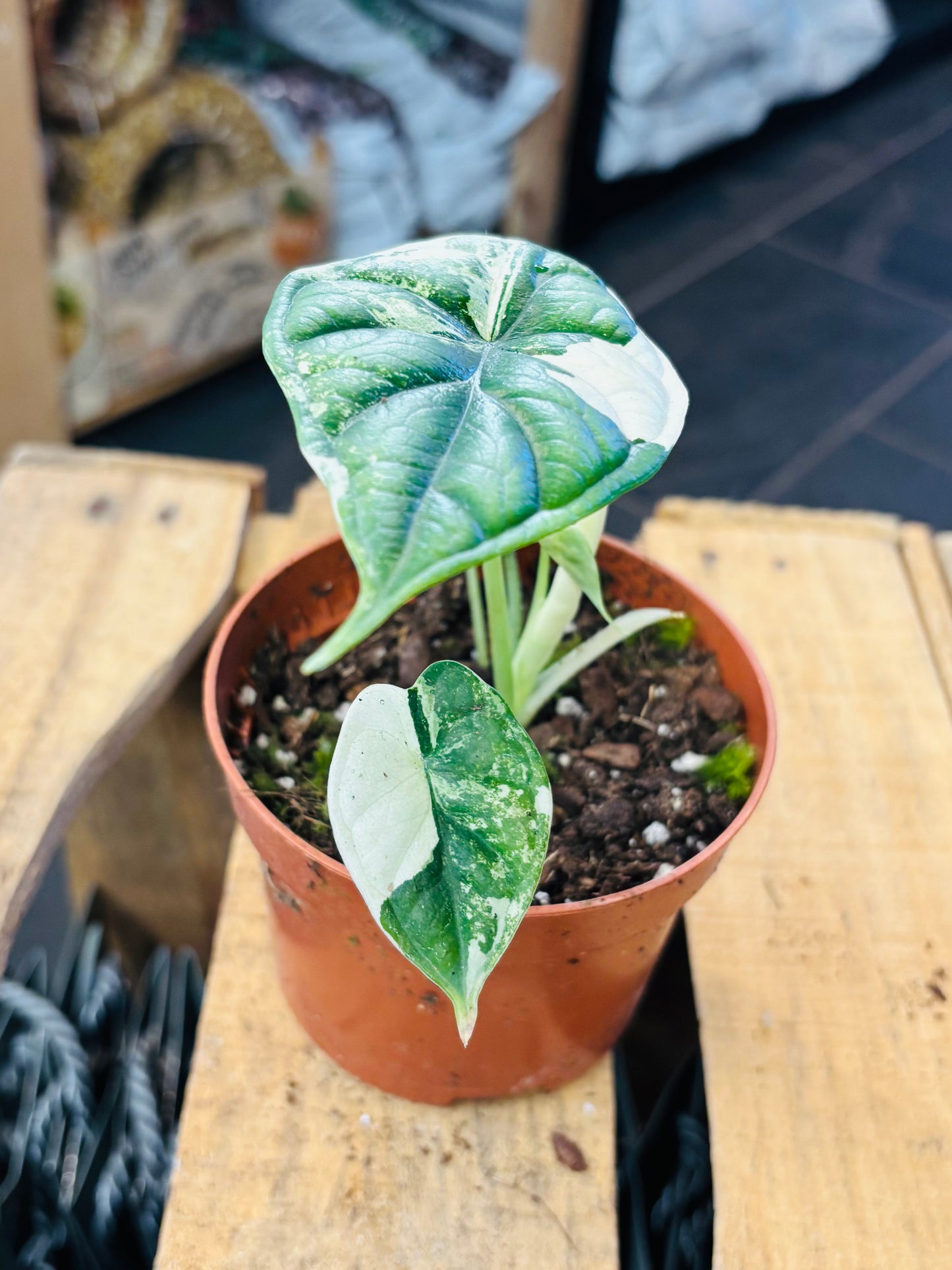 Alocasia Dragon Scale Albo Variegata - 2