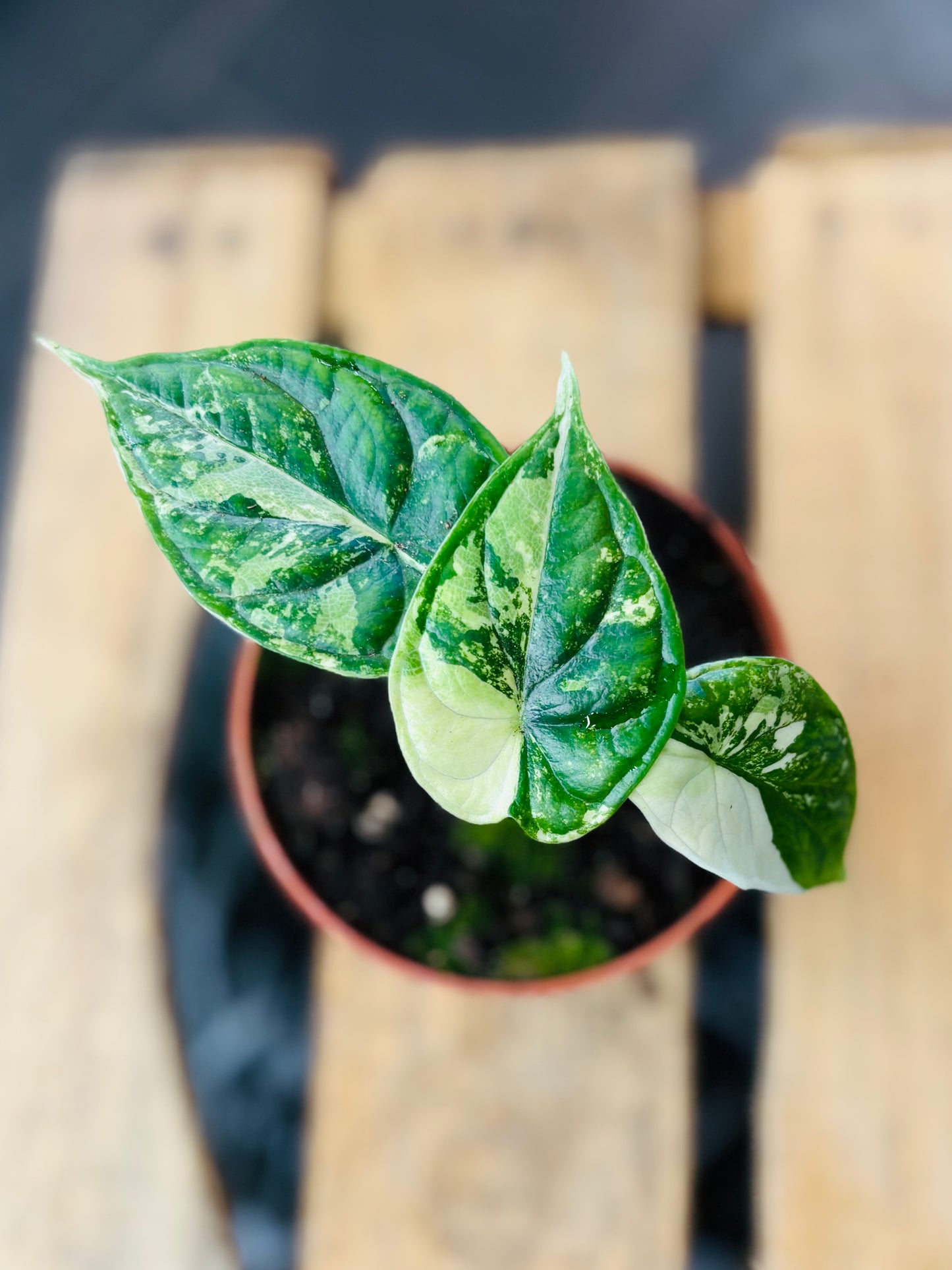 Alocasia Dragon Scale Albo Variegata - 1