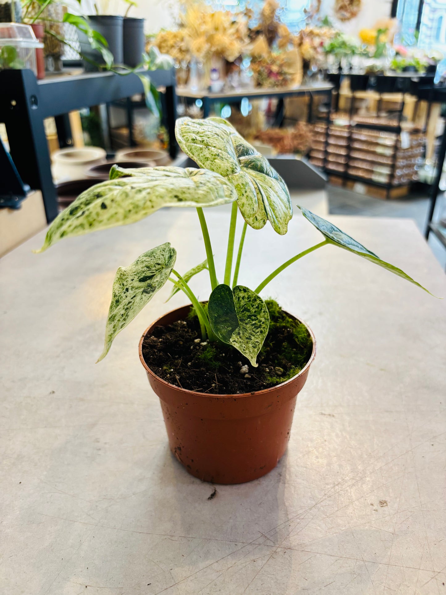 Alocasia Dragon Scale Mint - 1