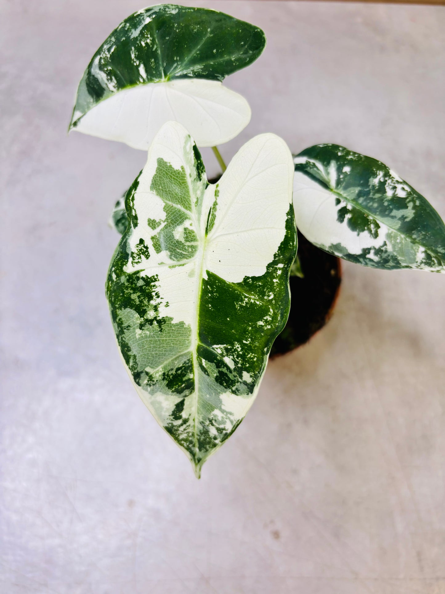Alocasia Micholitziana "Green Velvet" Variegata - Frydek Variegata
