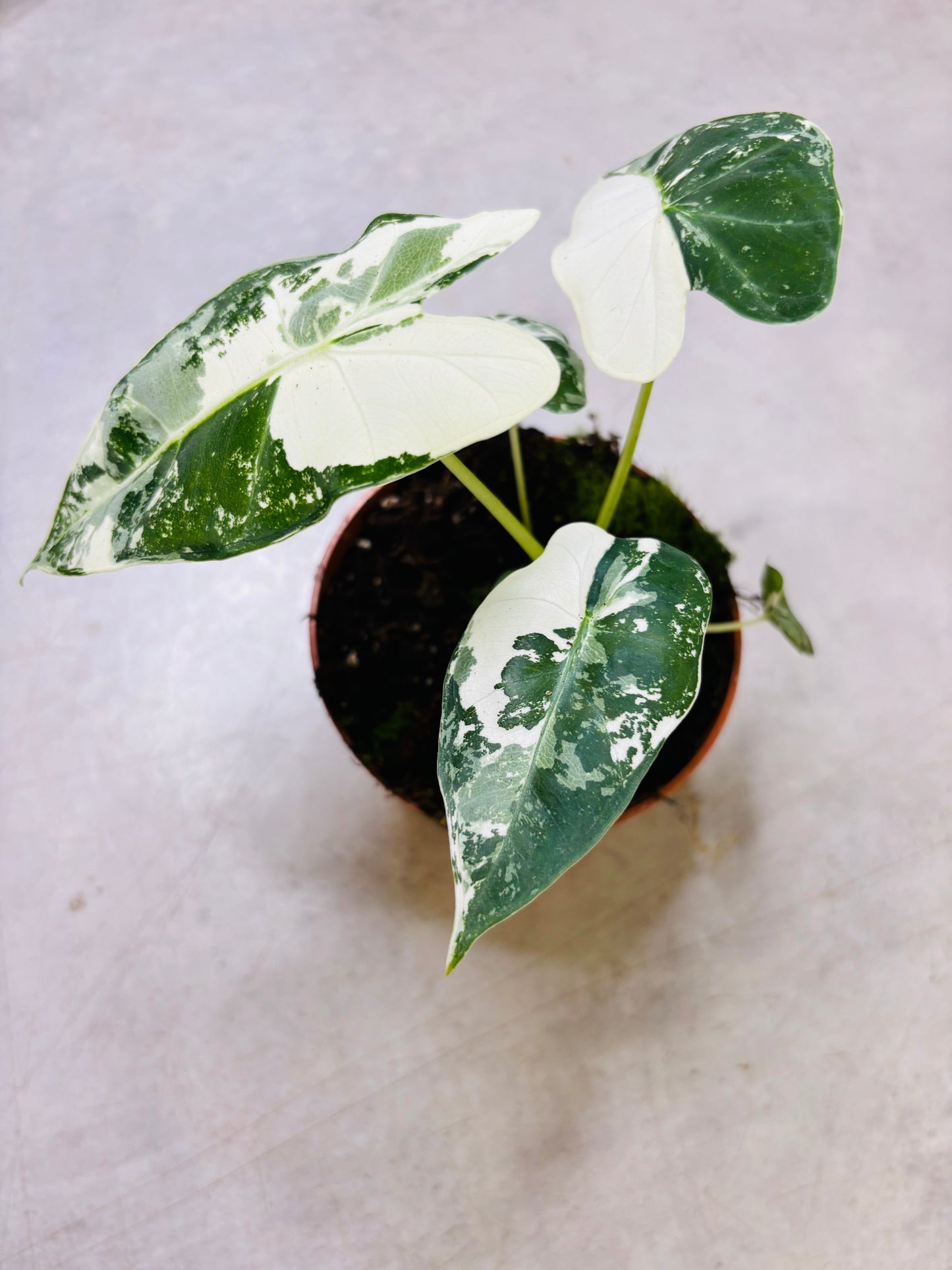 Alocasia Micholitziana "Green Velvet" Variegata - Frydek Variegata