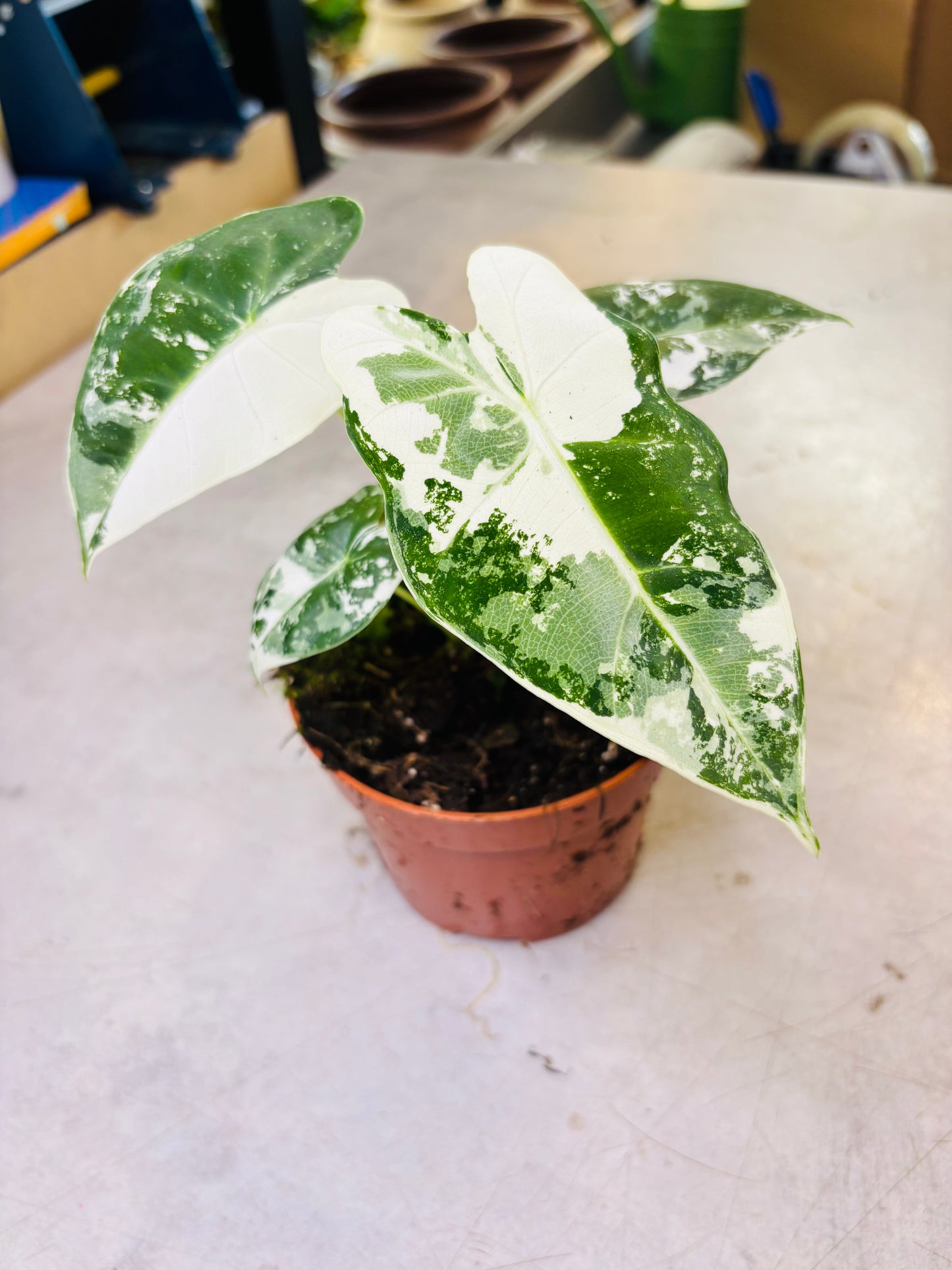 Alocasia Micholitziana "Green Velvet" Variegata - Frydek Variegata