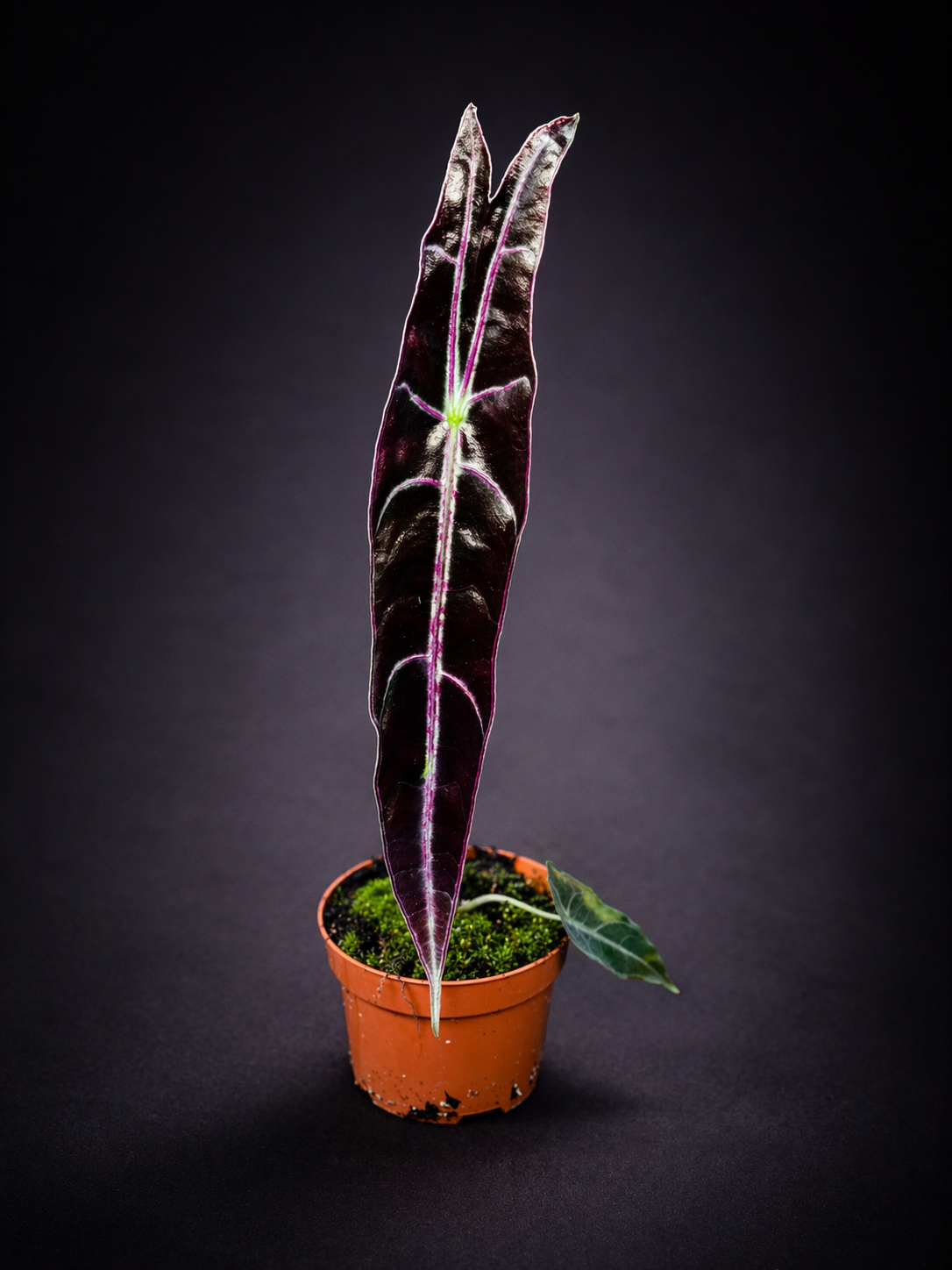 Alocasia Longiloba Purple