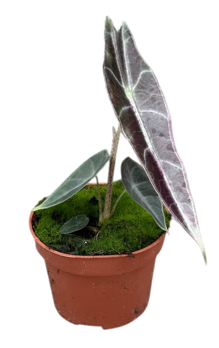 Alocasia Longiloba Purple