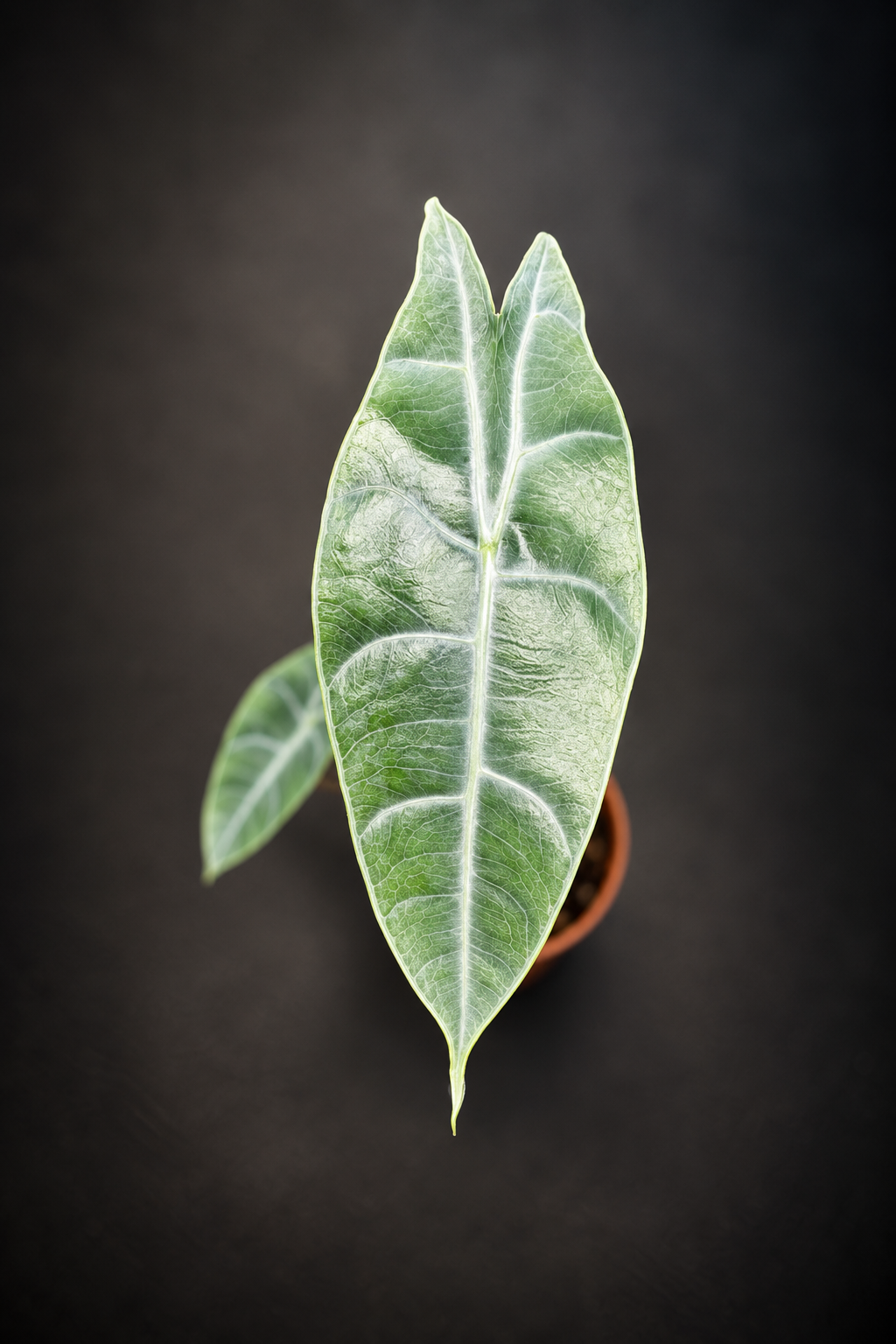 Alocasia Longiloba Silver