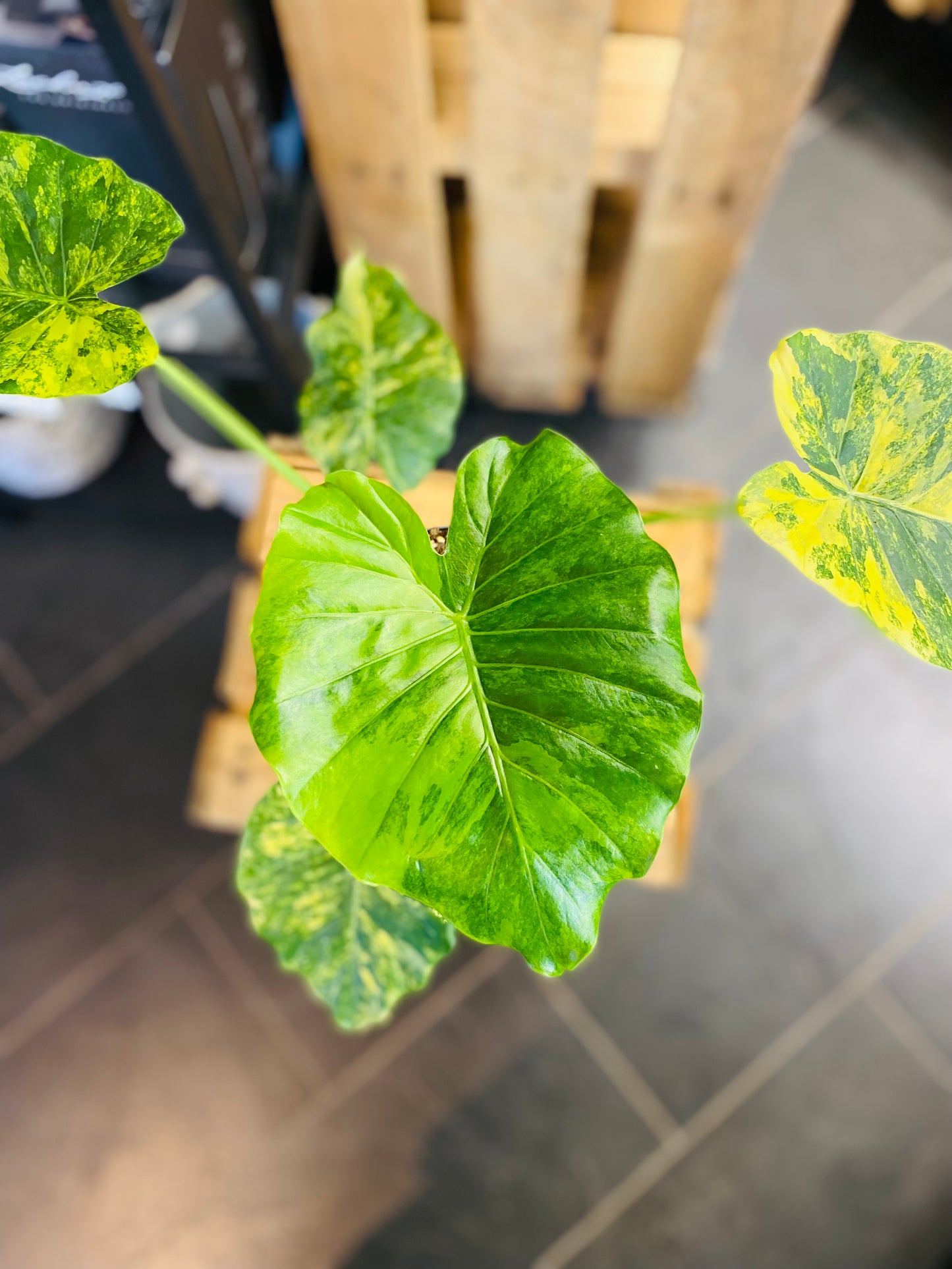 Alocasia Macrorrhiza 'Aurea Variegata'