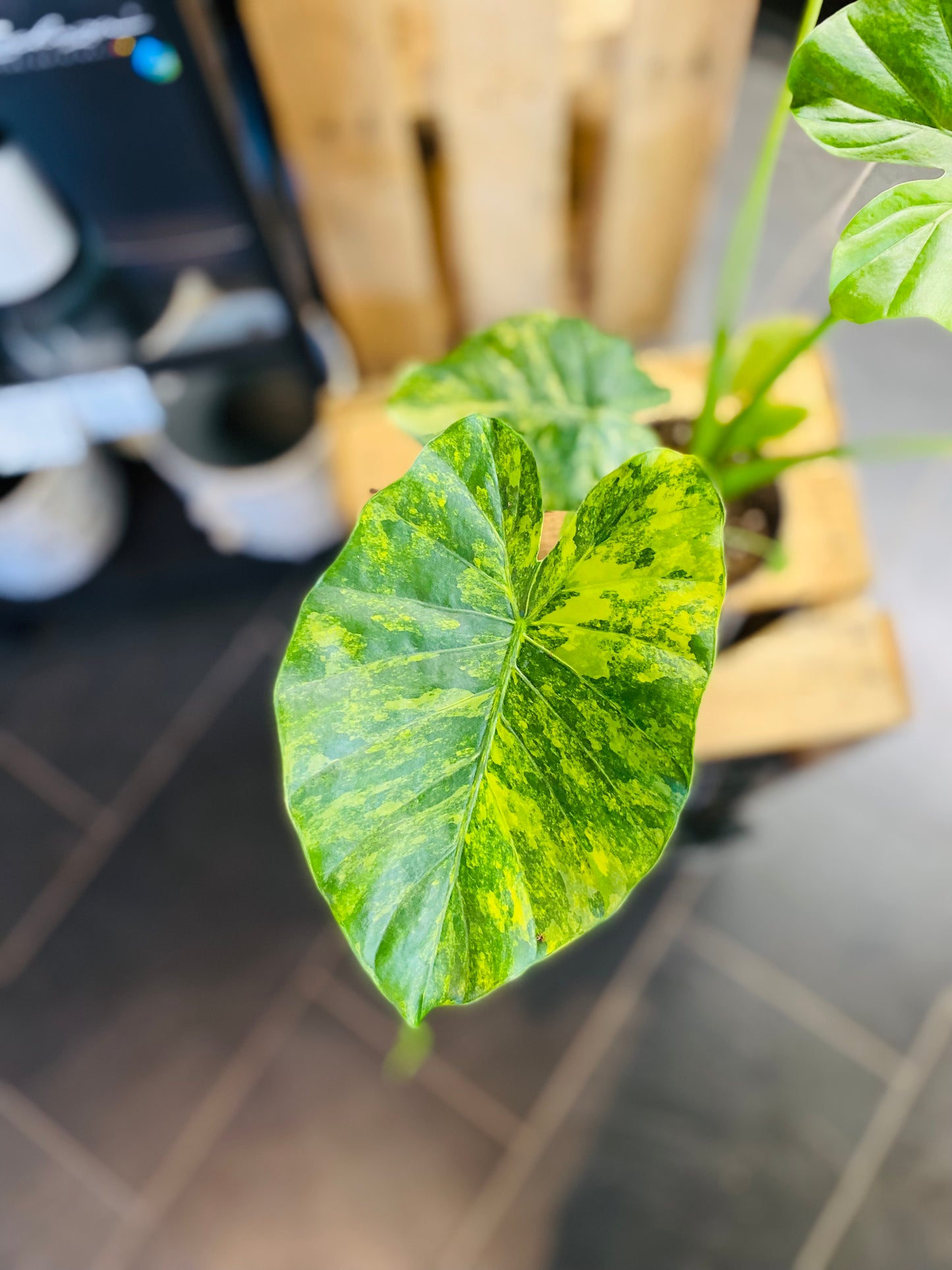 Alocasia Macrorrhiza 'Aurea Variegata'
