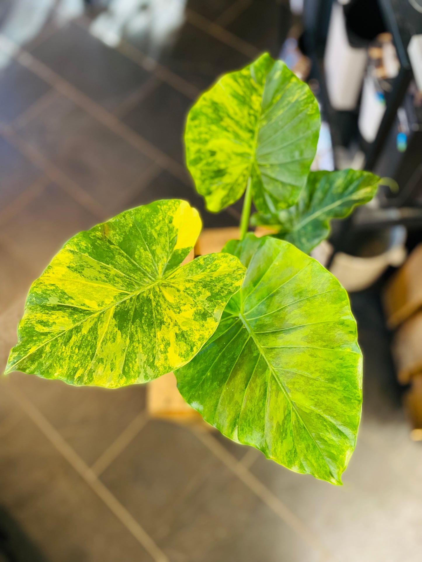 Alocasia Macrorrhiza 'Aurea Variegata'