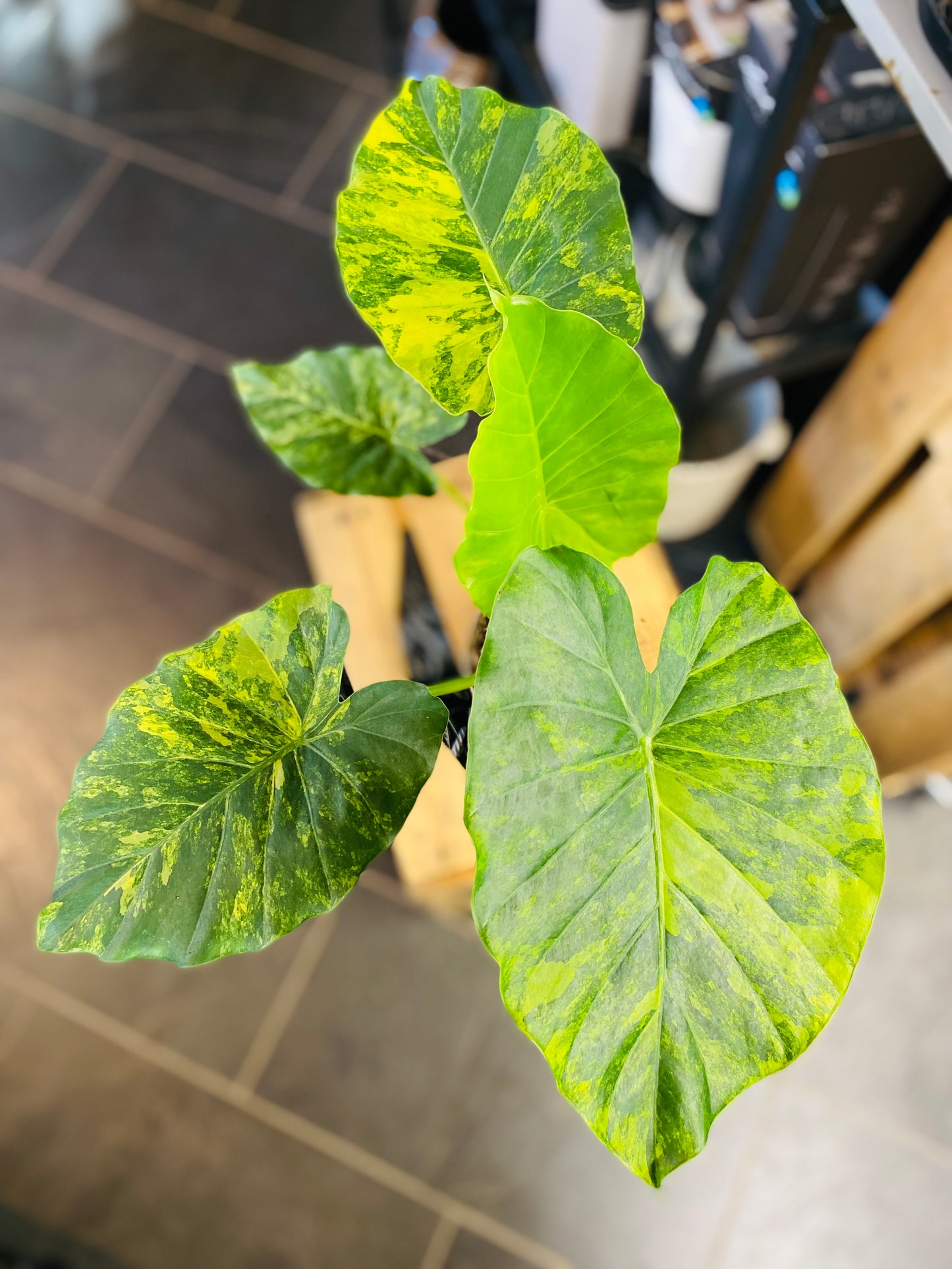 Alocasia Macrorrhiza 'Aurea Variegata'