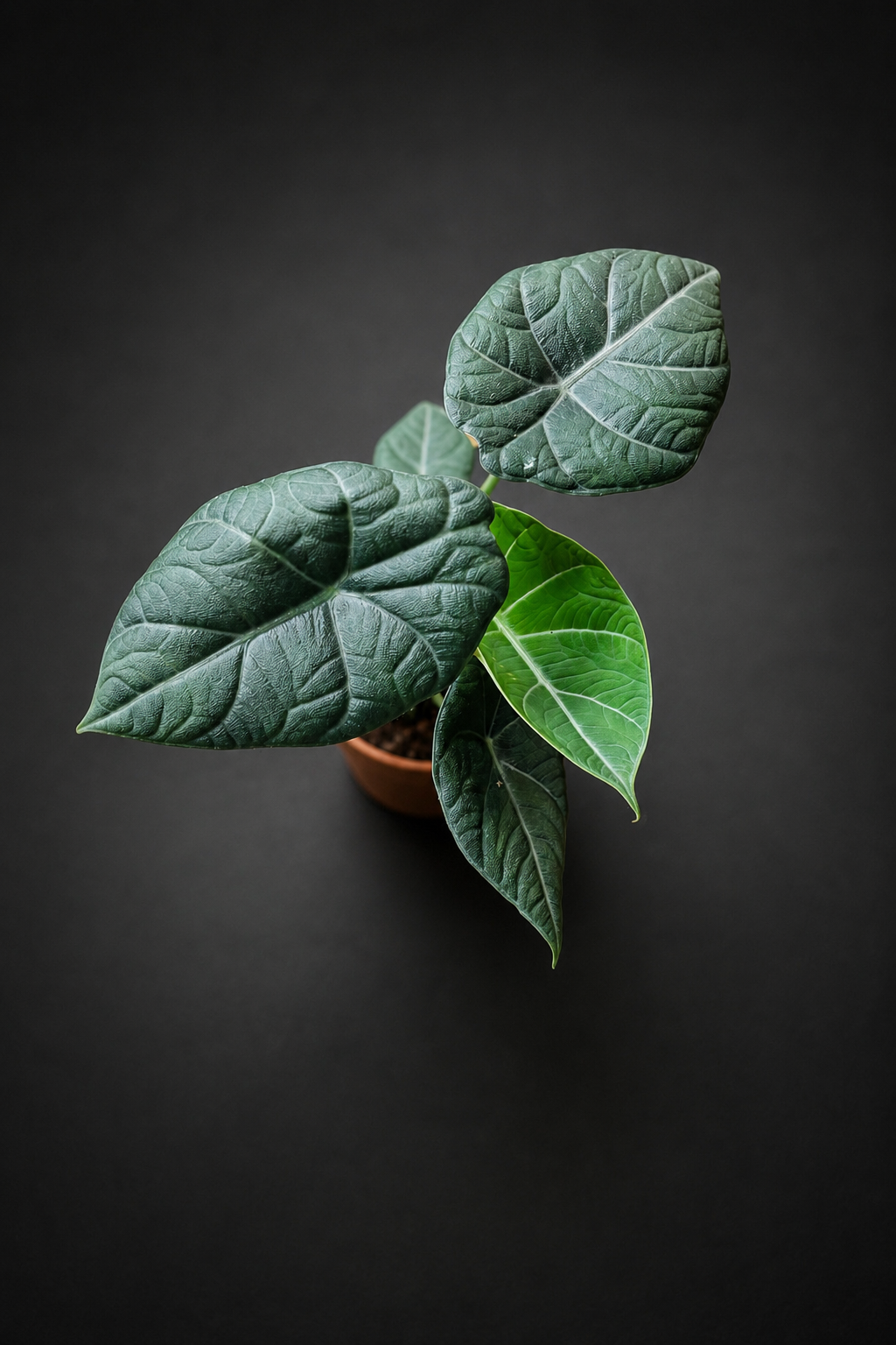 Alocasia Maharani