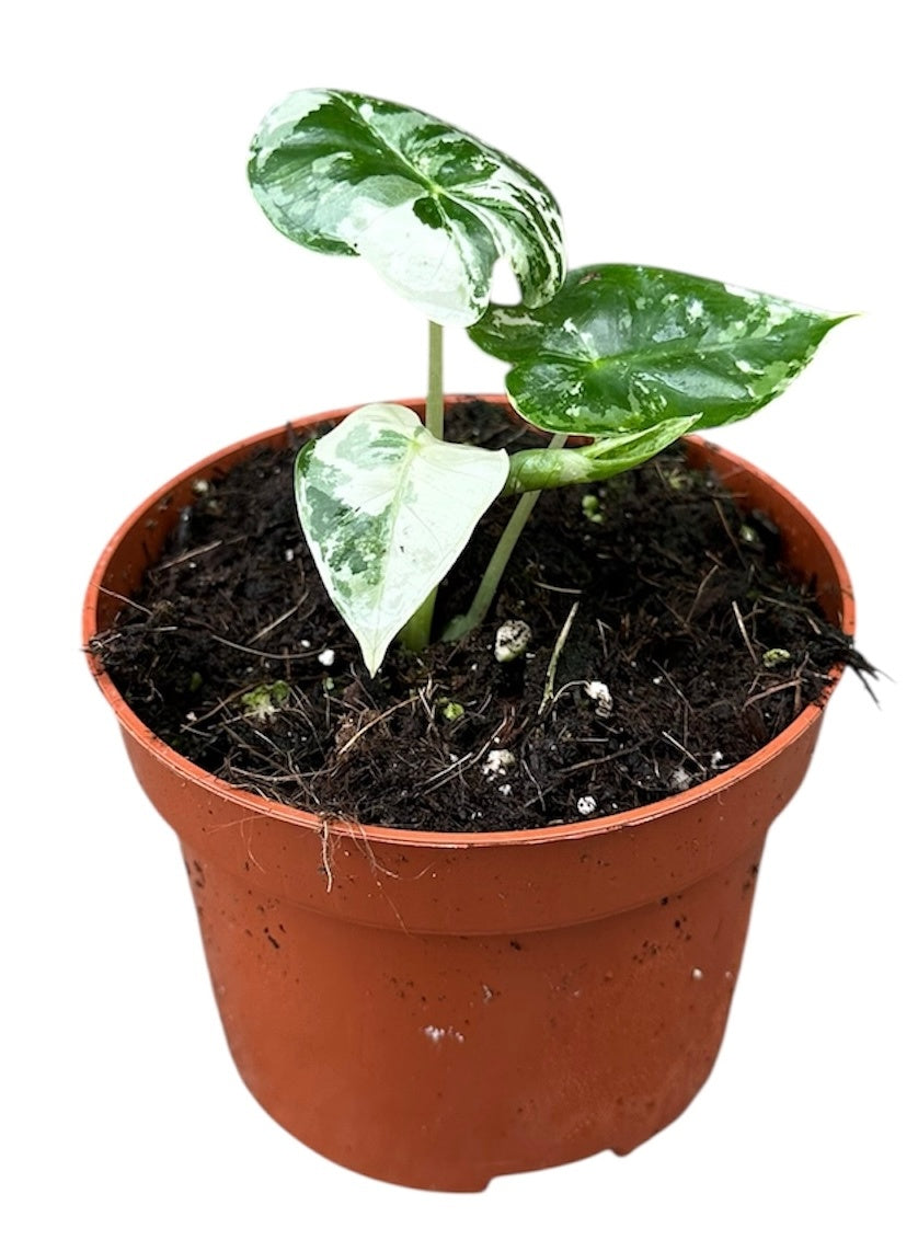 Alocasia Micholitziana Frydek Variegata