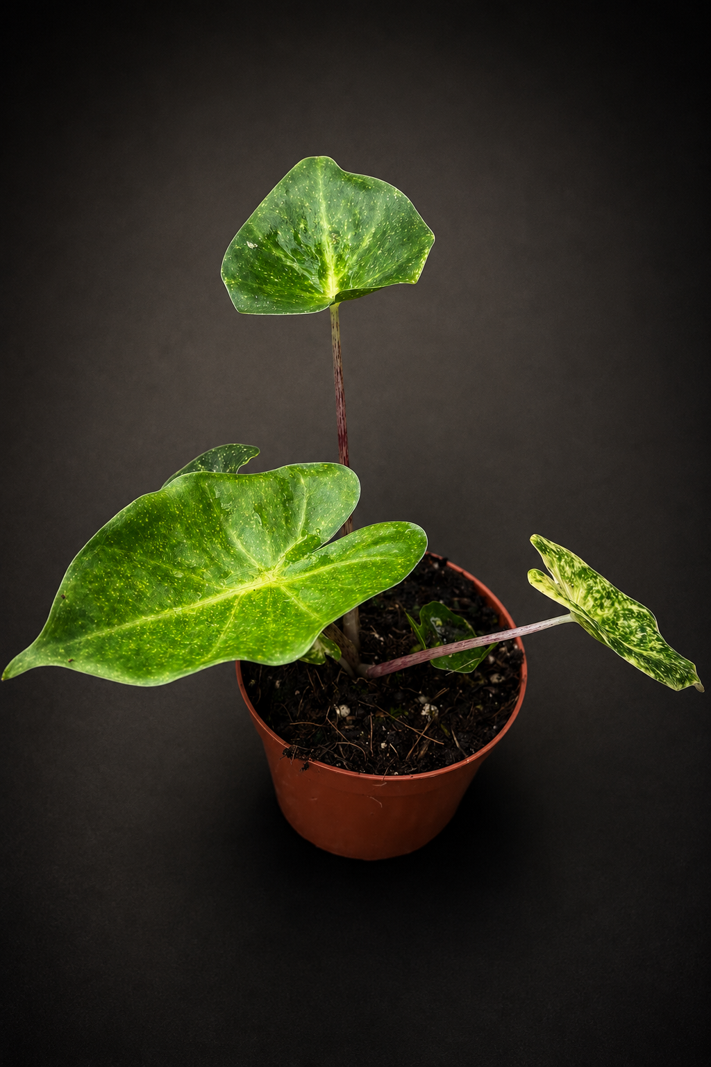 Alocasia New Guinea Gold