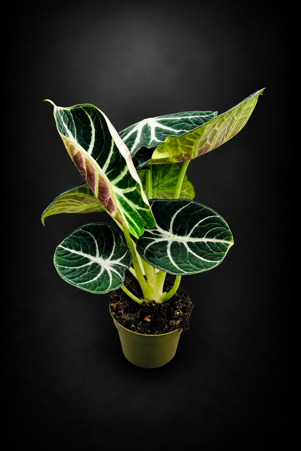 Alocasia Ninja