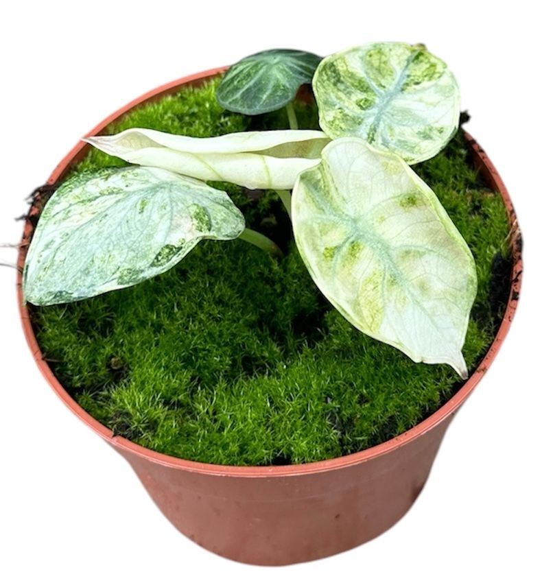 Alocasia Ninja Tricolor