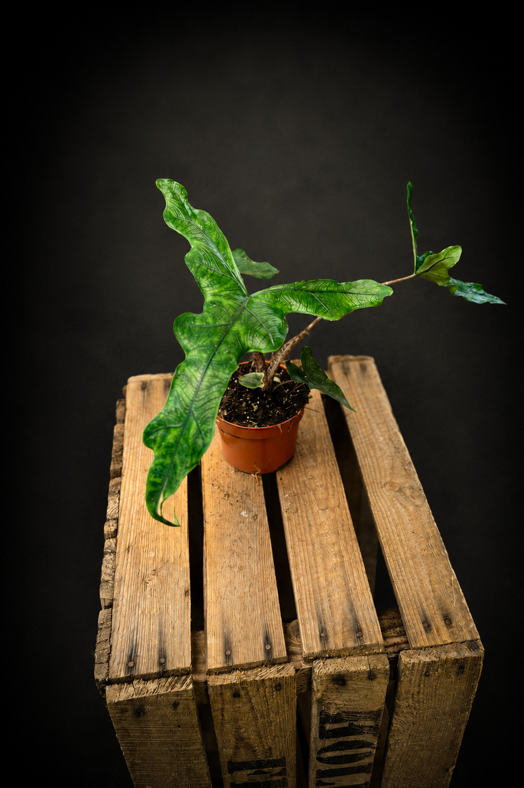 Alocasia Sabrina