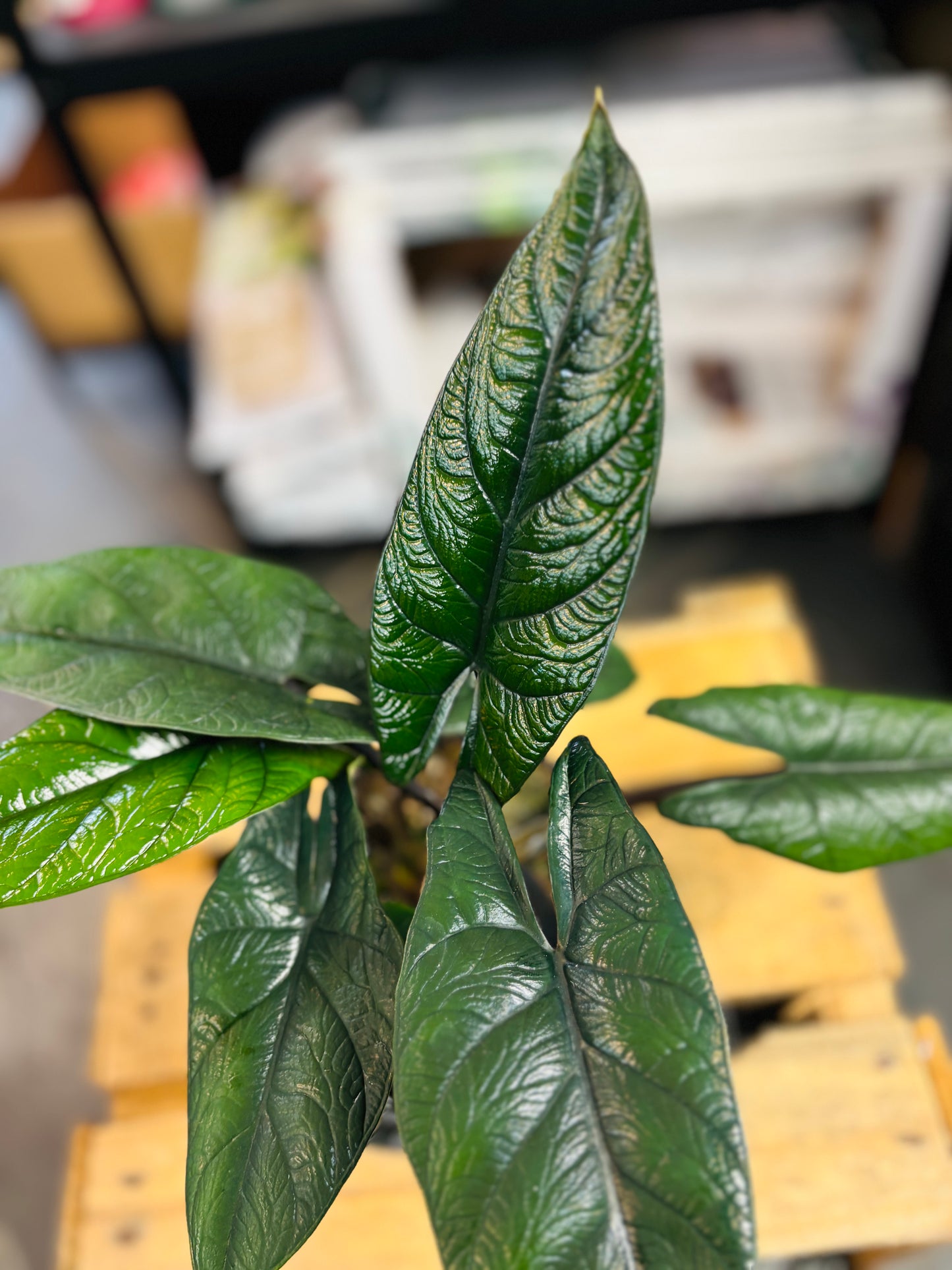 Alocasia Scalprum