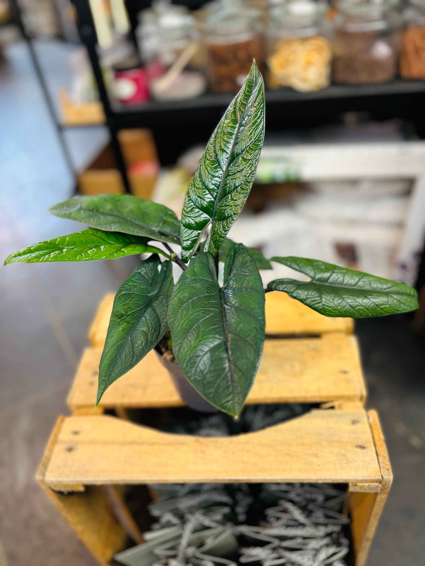 Alocasia Scalprum
