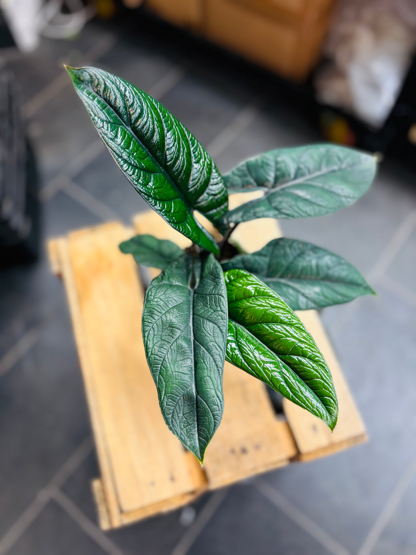 Alocasia Scalprum