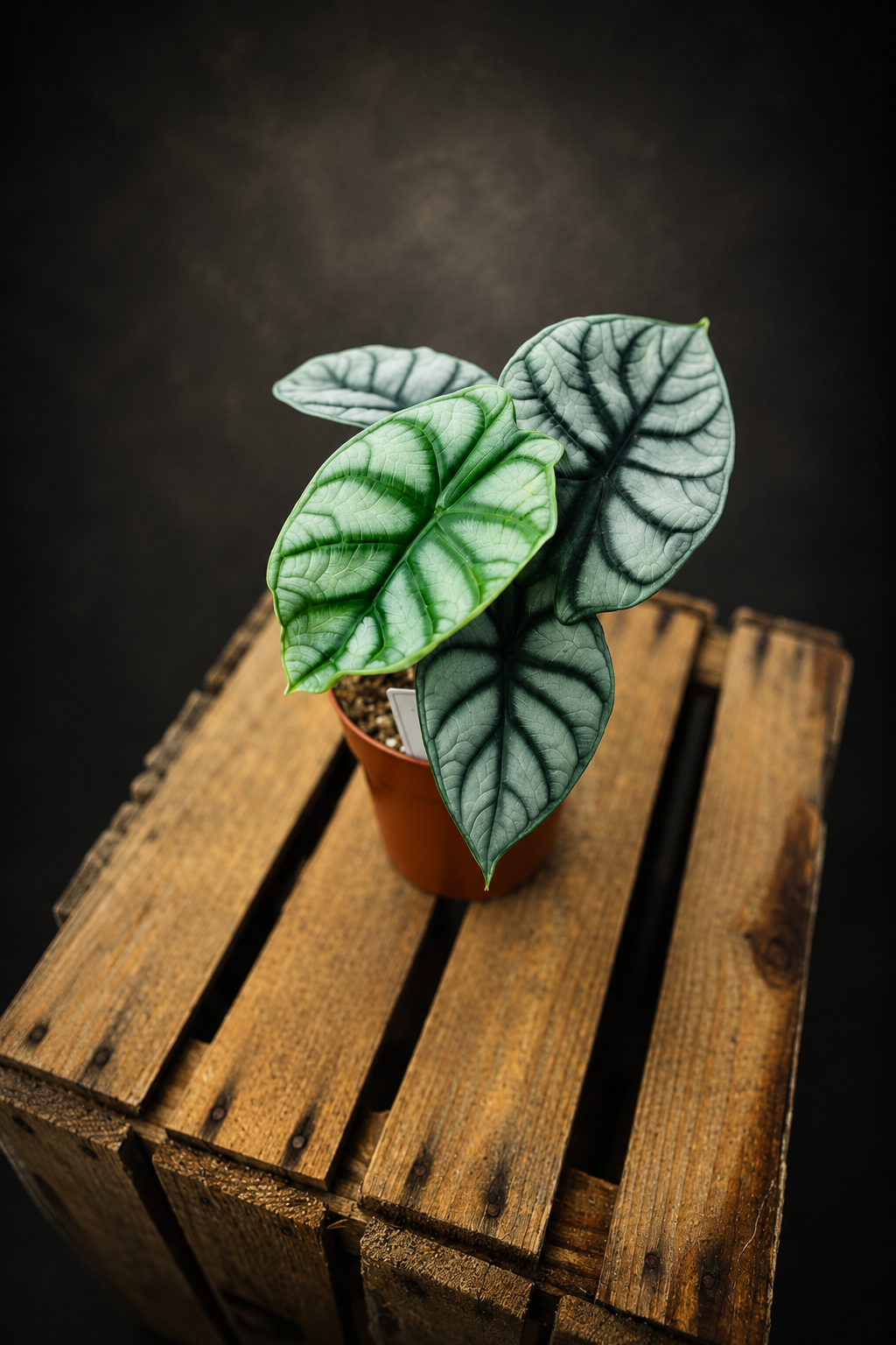 Alocasia Silver Dragon