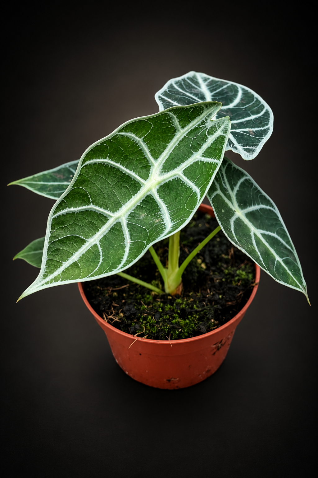 Alocasia Watsoniana Lightning