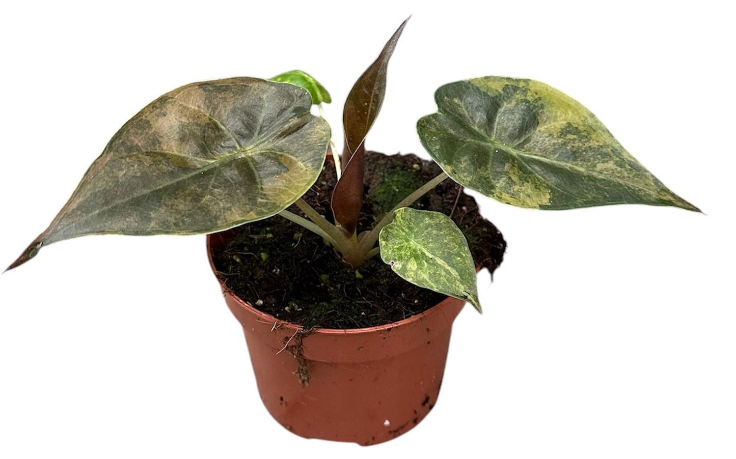 Alocasia Wentii Aurea Variegata