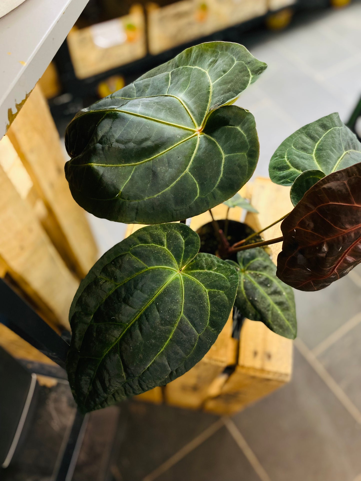 Anthurium Dark Phoenix
