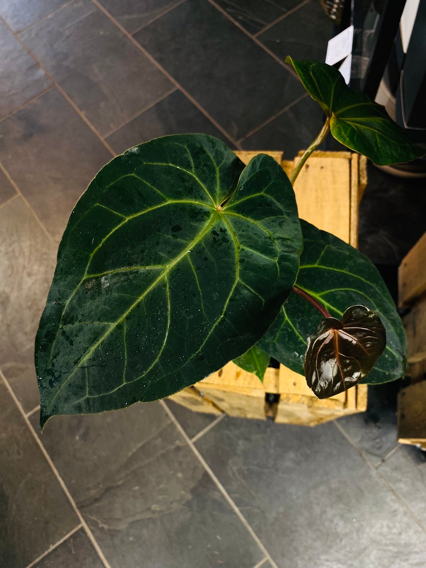 Anthurium Dark Phoenix