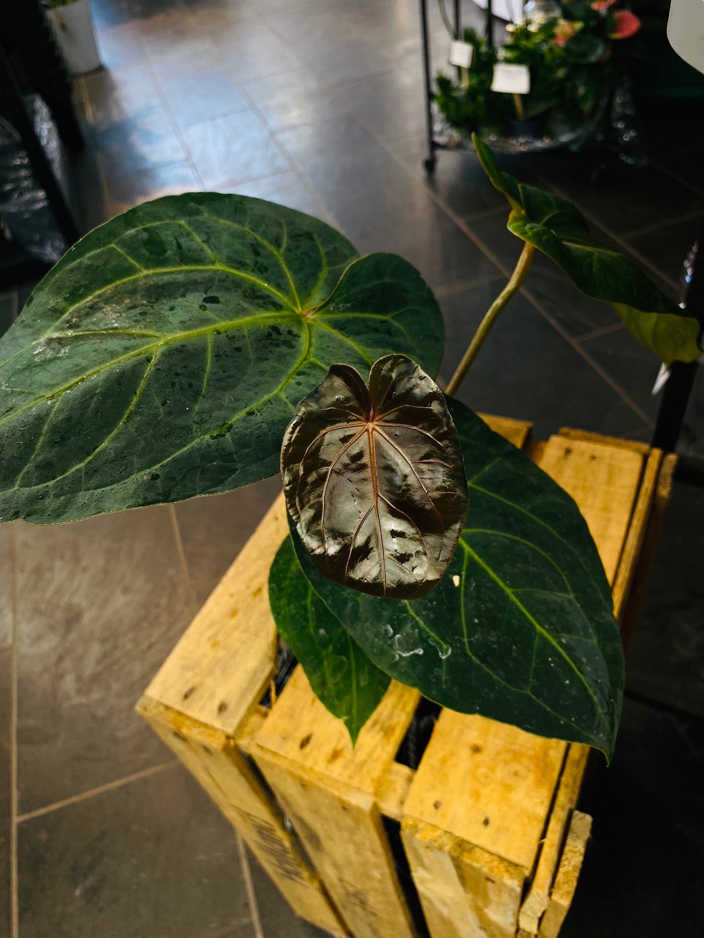 Anthurium Dark Phoenix