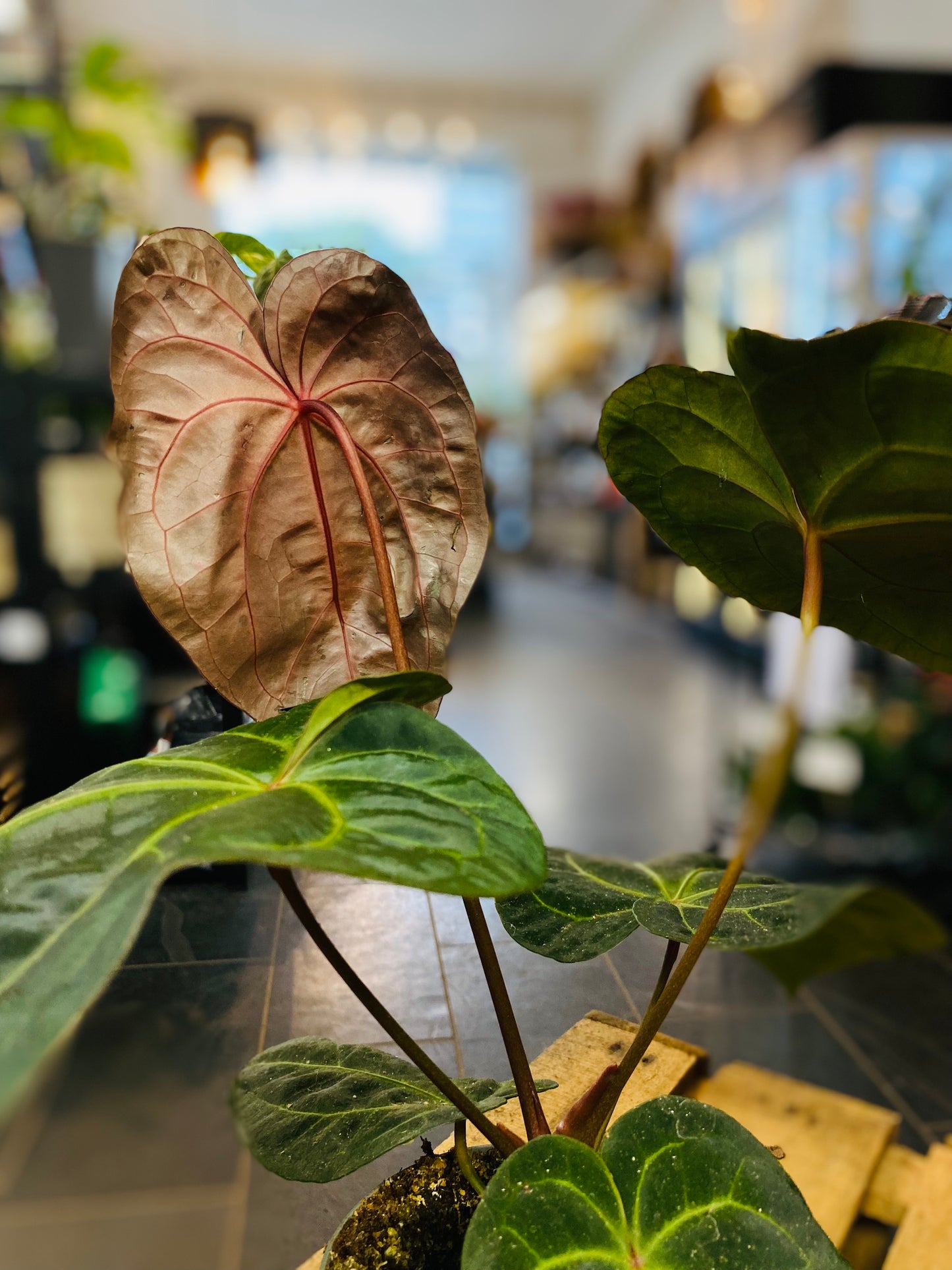 Anthurium Dark Phoenix