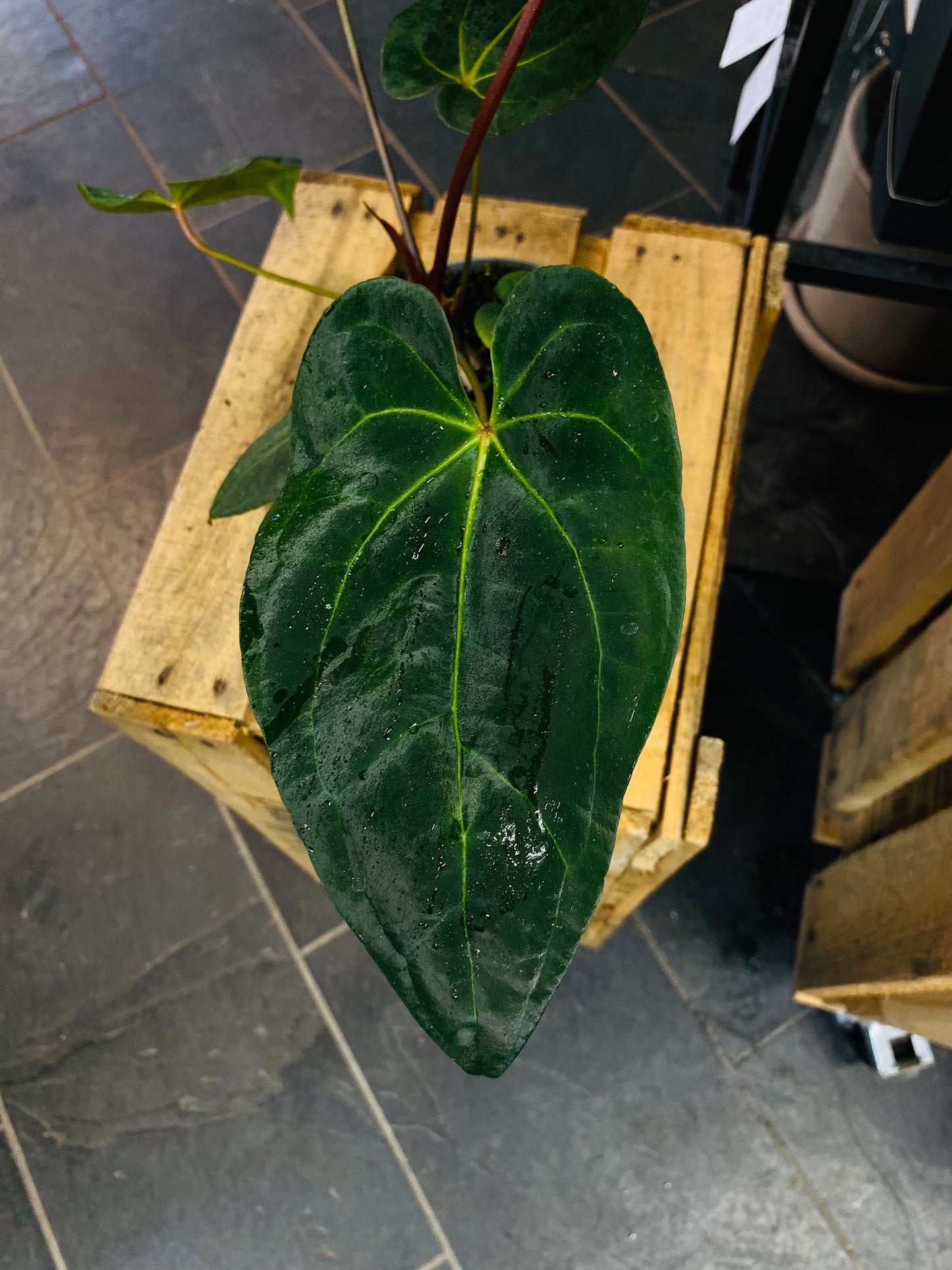 Anthurium Dark Phoenix Hybrid