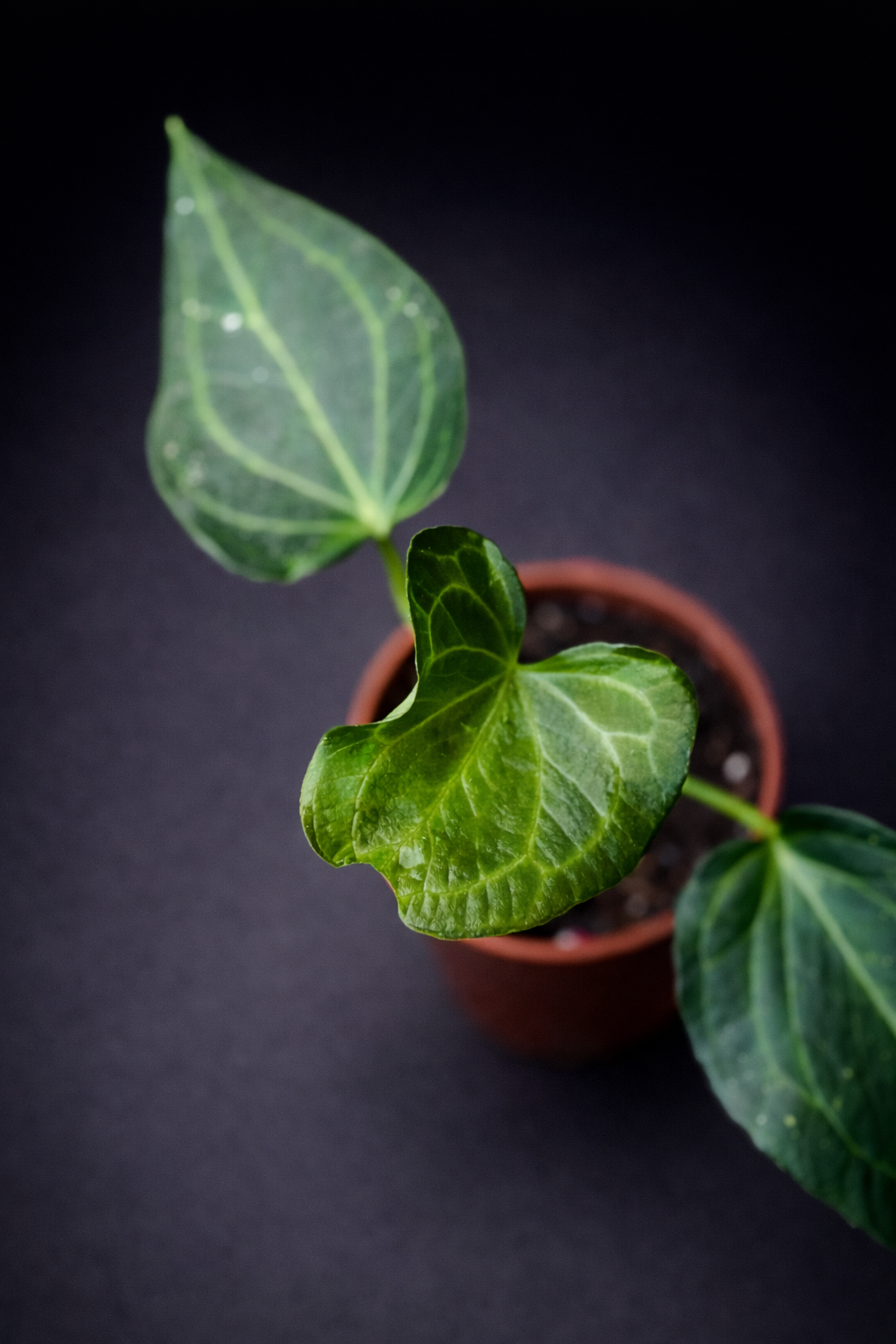 Anthurium Delta Force