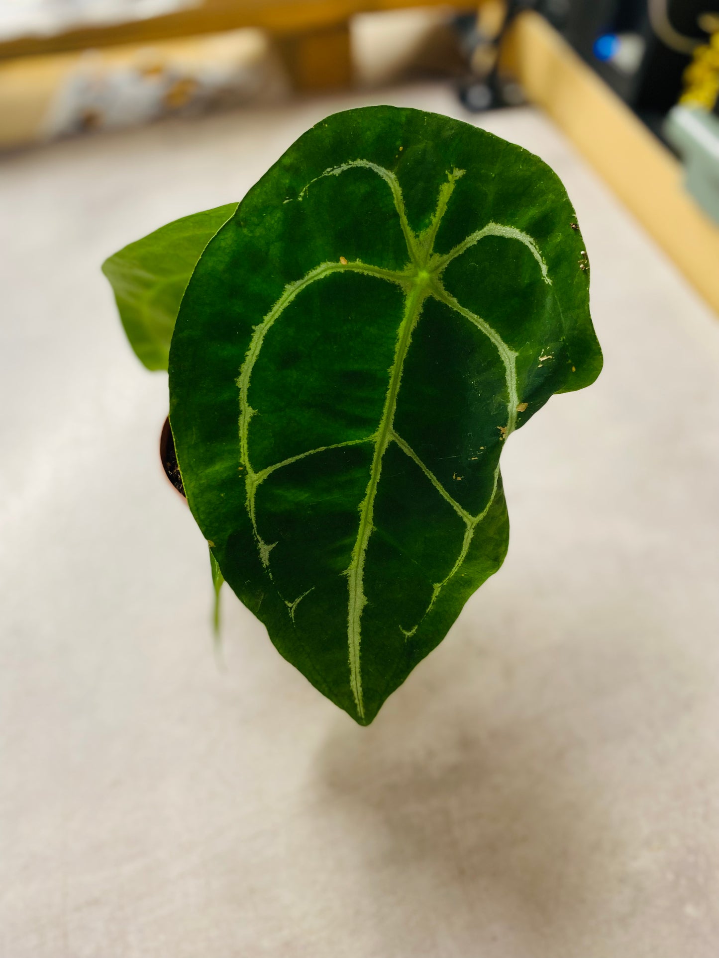 Anthurium Forgetii
