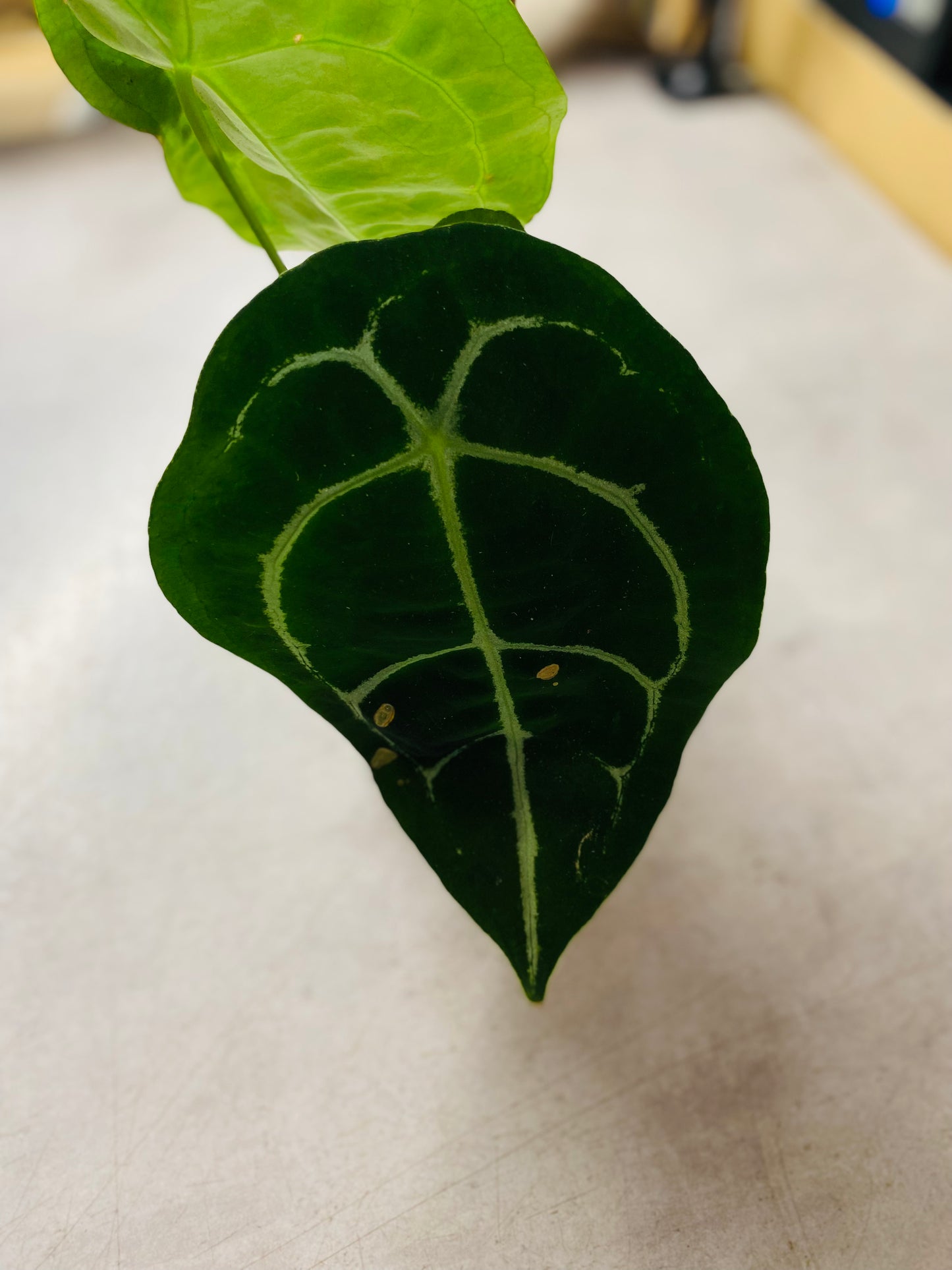 Anthurium Forgetii