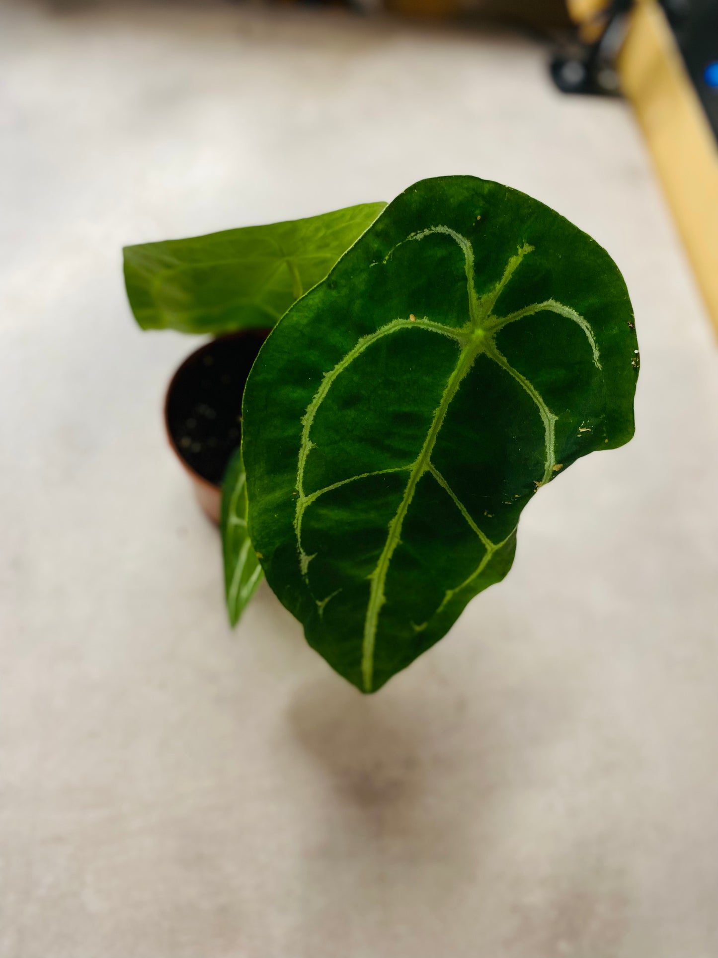 Anthurium Forgetii