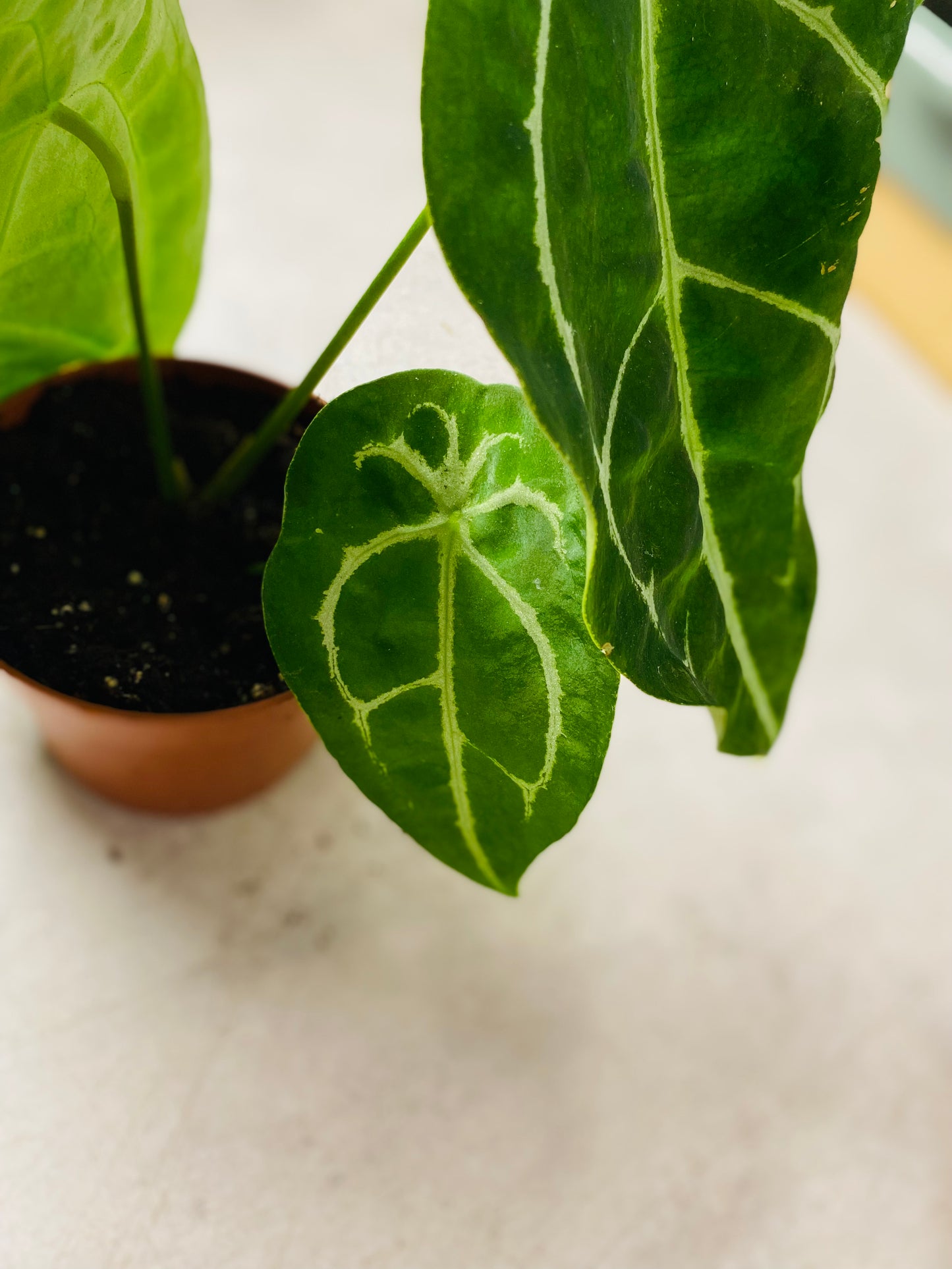 Anthurium Forgetii