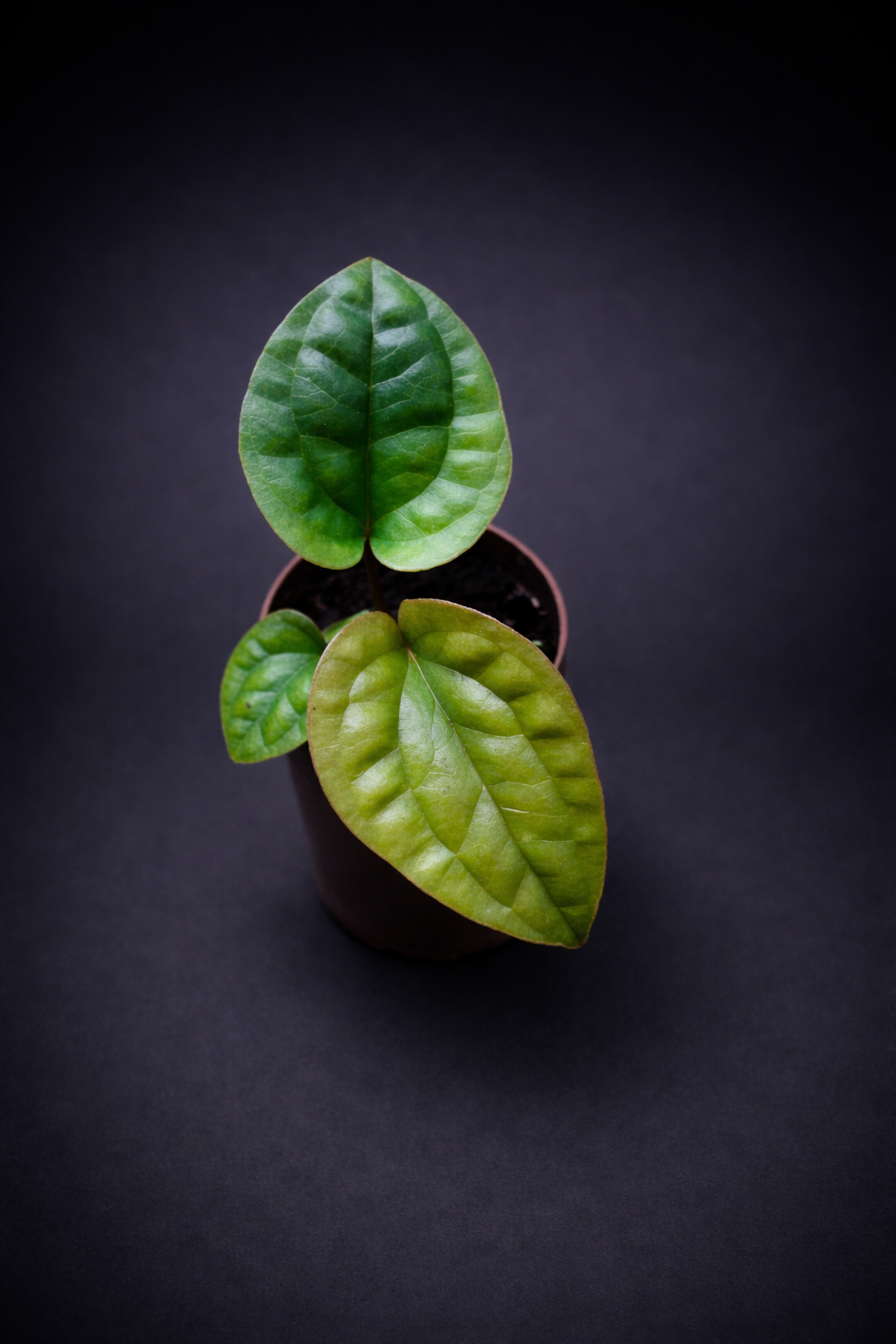 Anthurium Luxurians x Radicans