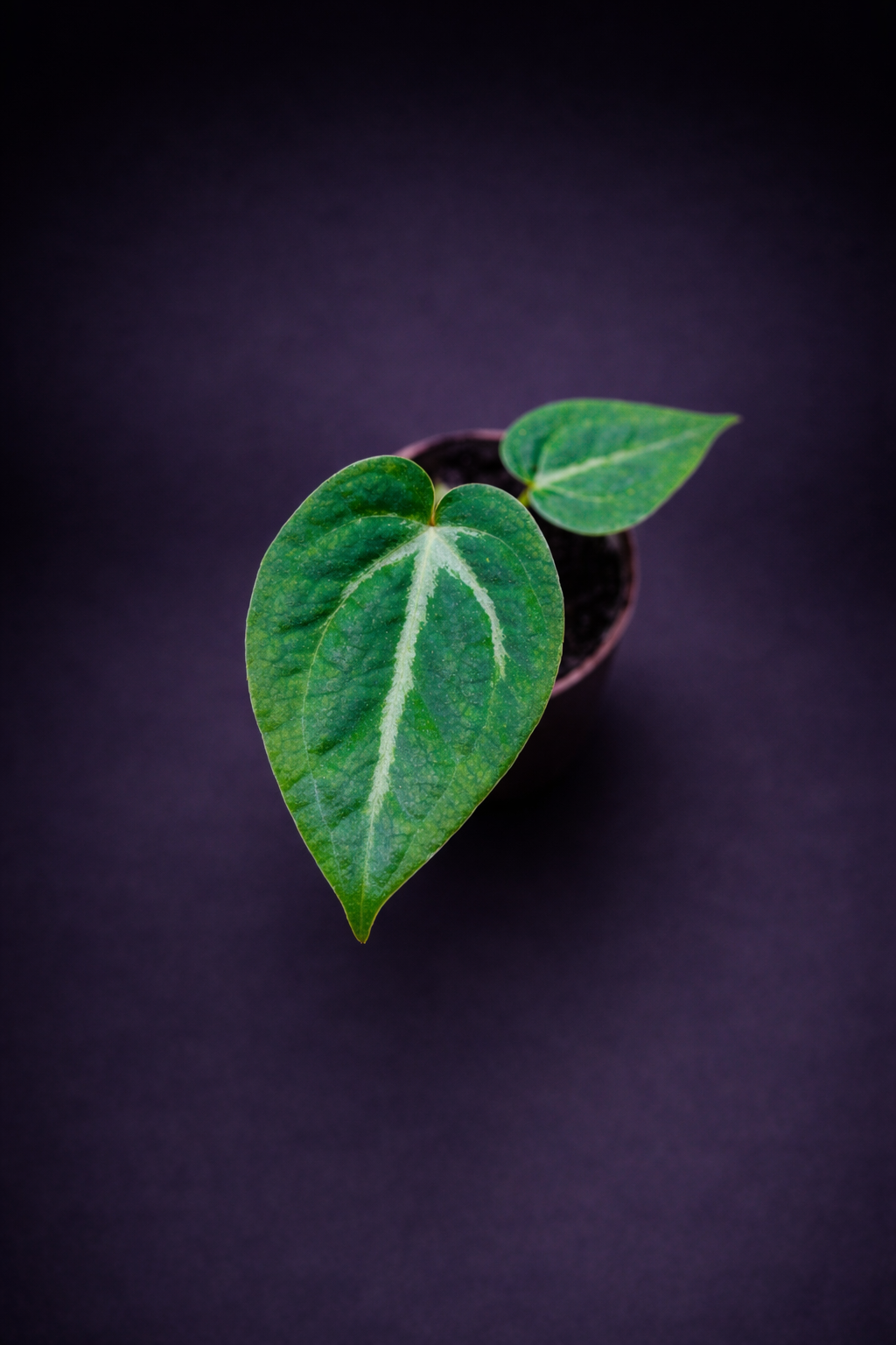 Anthurium Magnificum